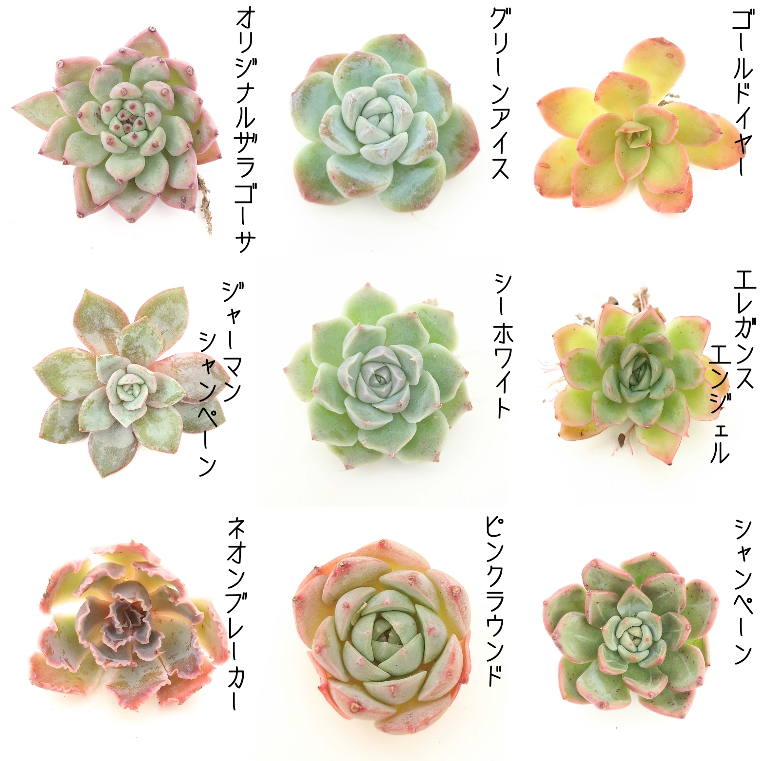 11/9商品ライナップ更新します。