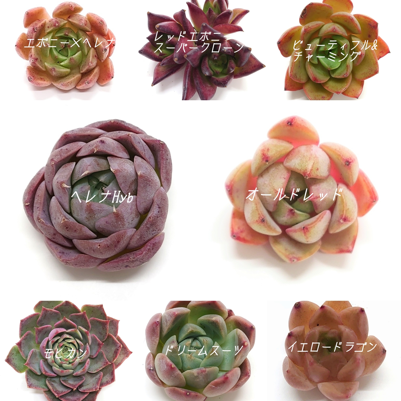 12月1日商品ラインナップ更新です😆