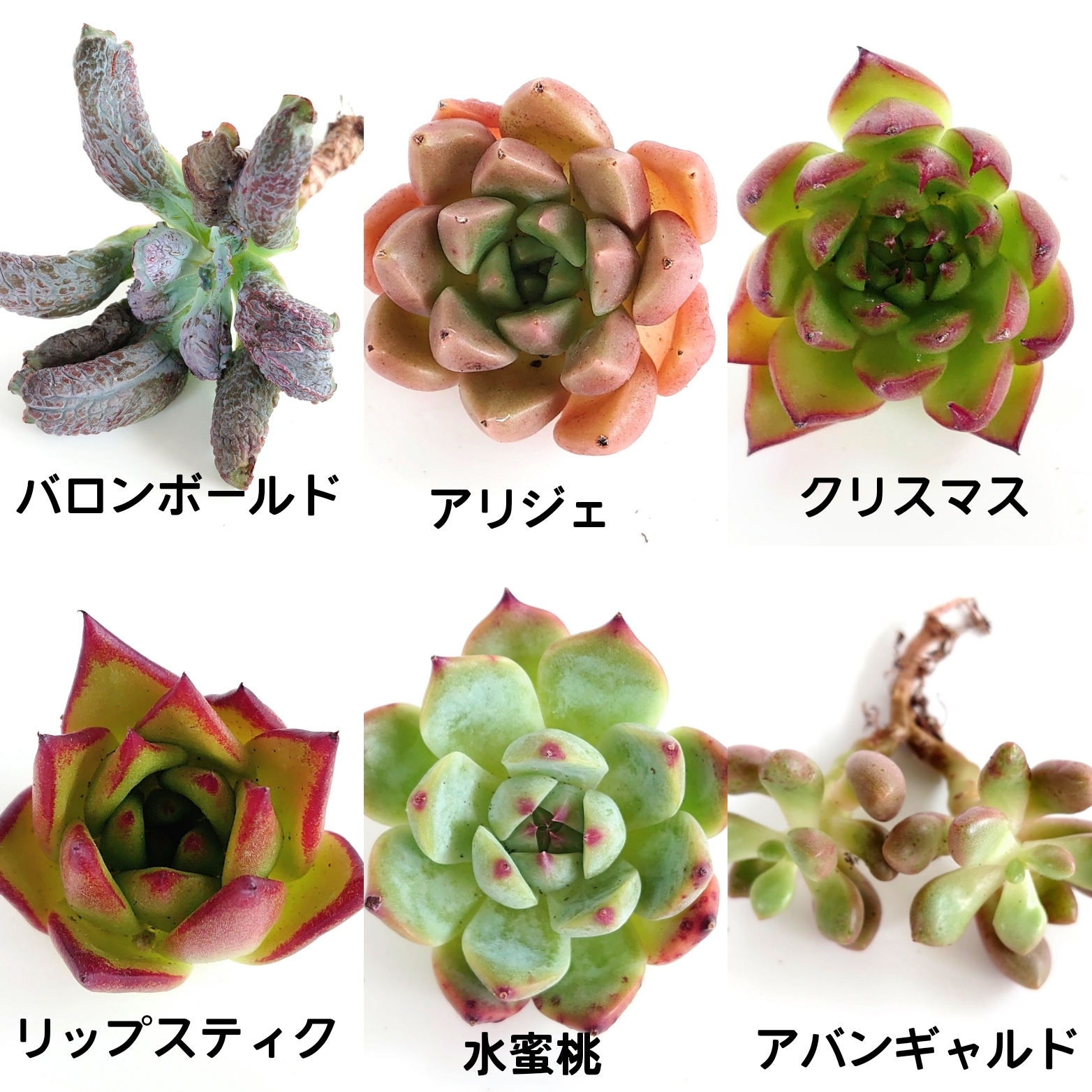 8月18日 商品ライナプを更新します。