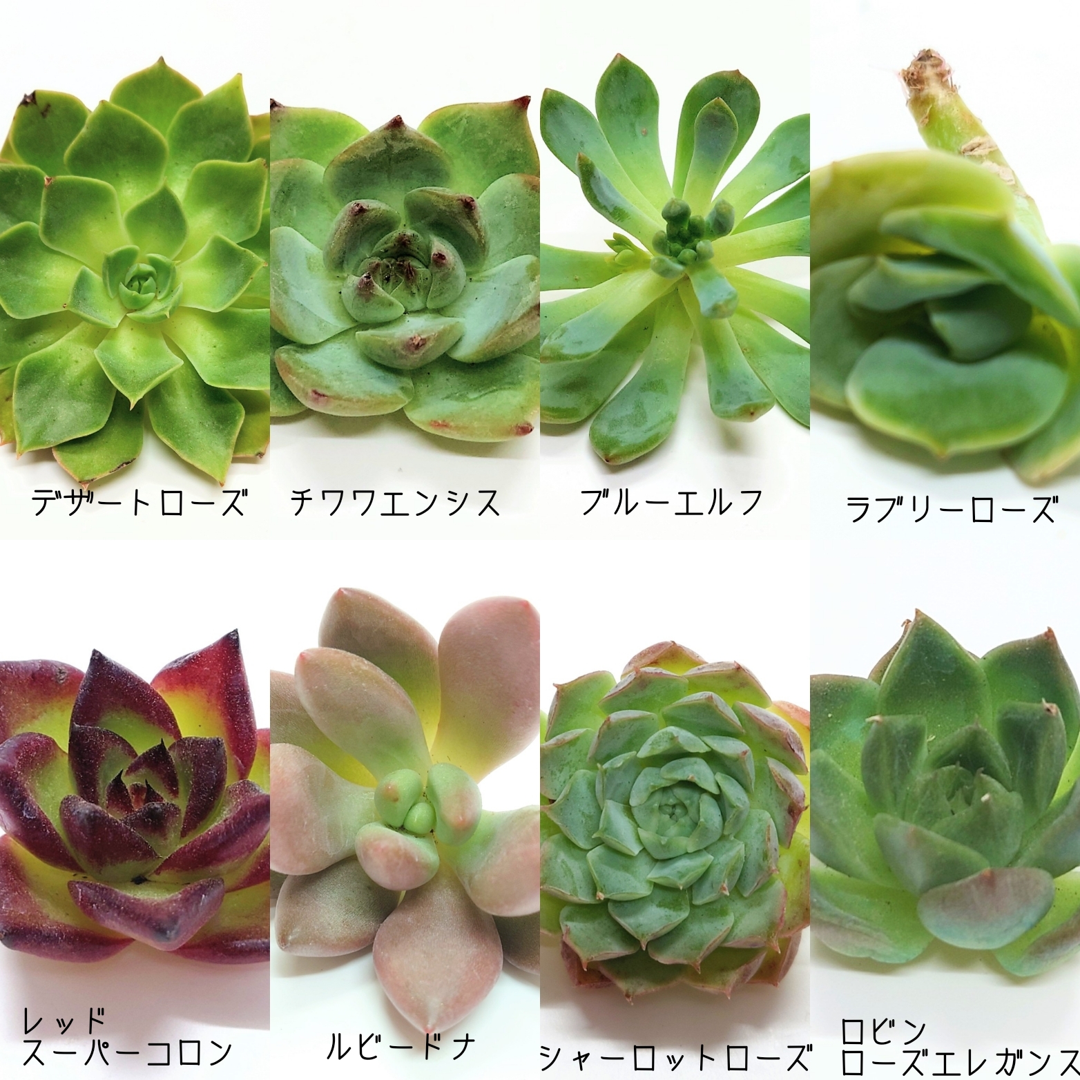 8/24 商品ラインナップ更新します