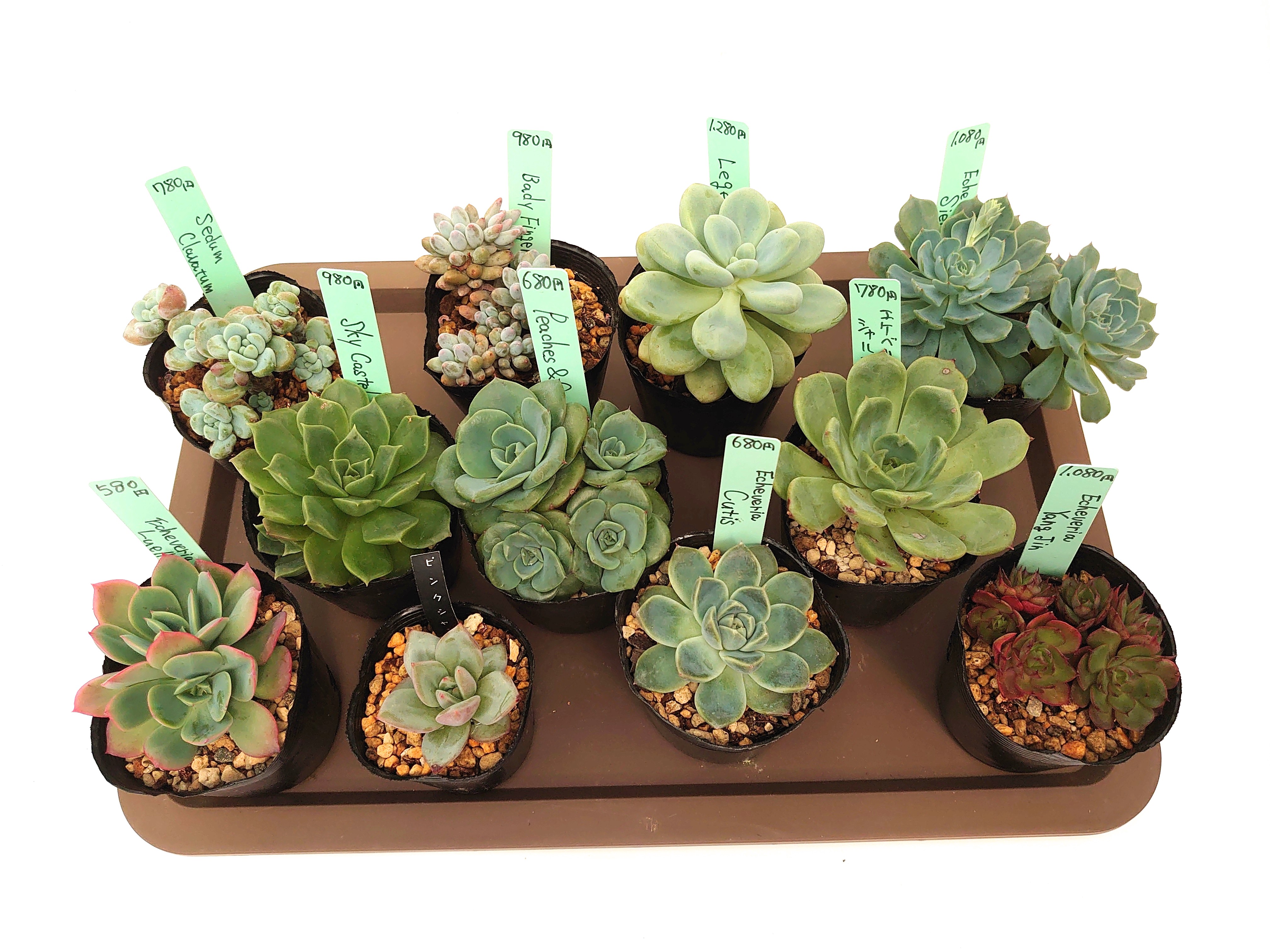 6月9日より多肉植物に新しく入荷しまます