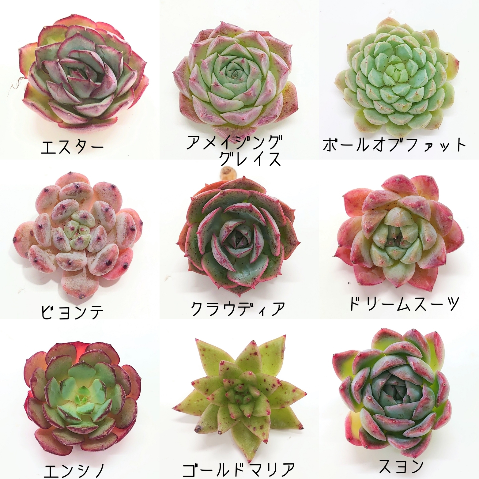 11月10日商品ラインナップ更新&セール開催 ～12月26日まで