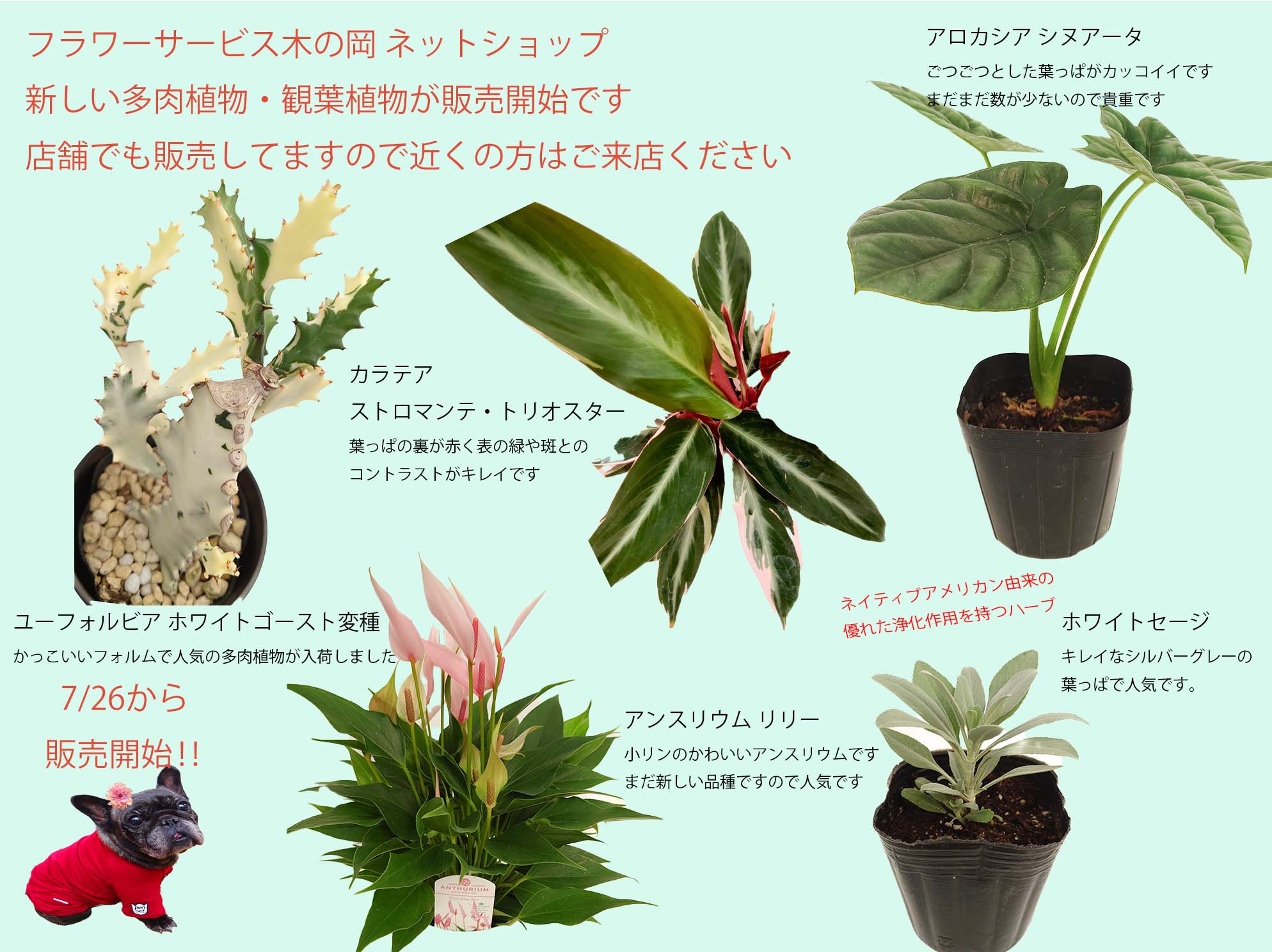 7/26 ネットショップ更新します