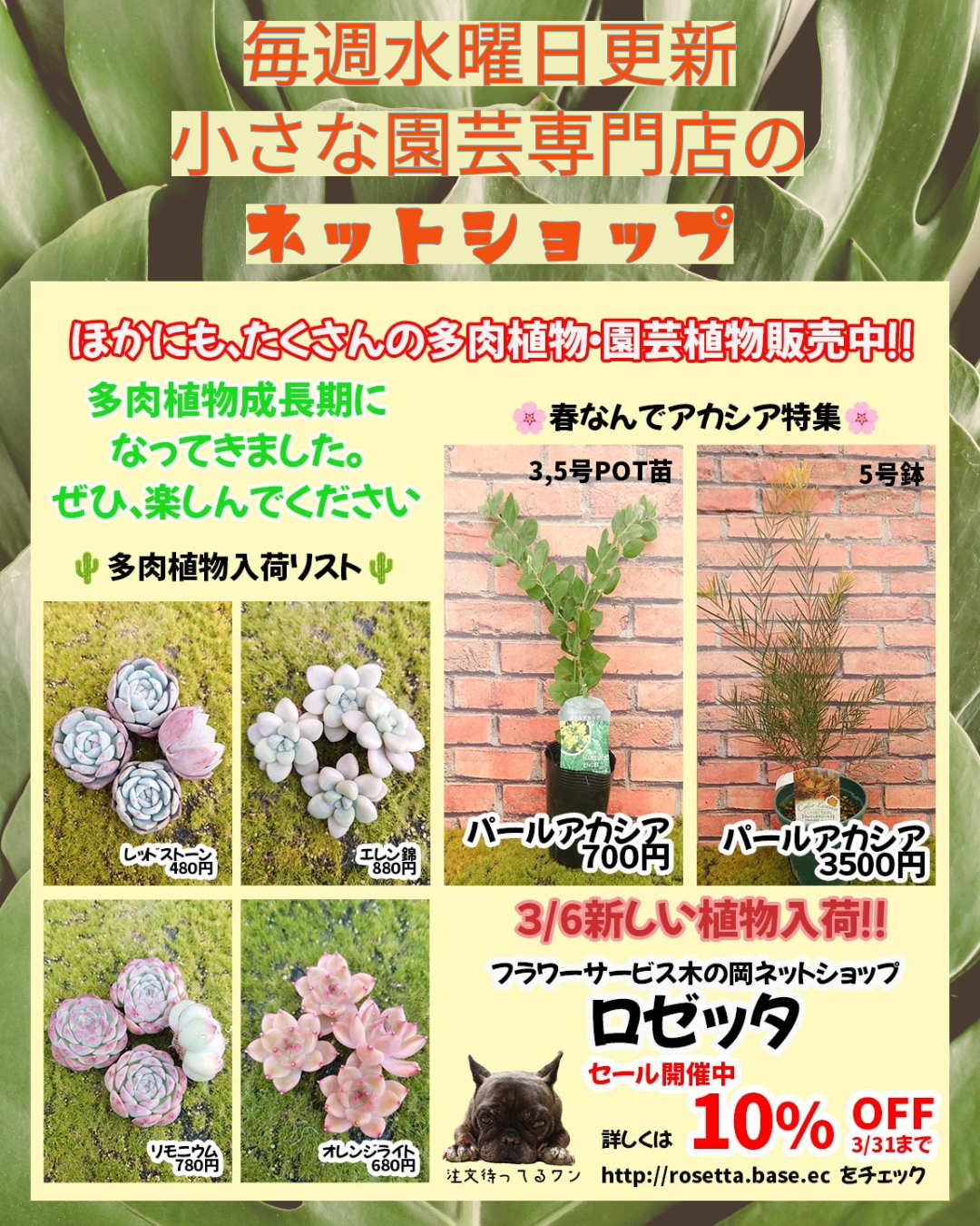 3/6　ネットショップ【ロゼッタ】更新しました