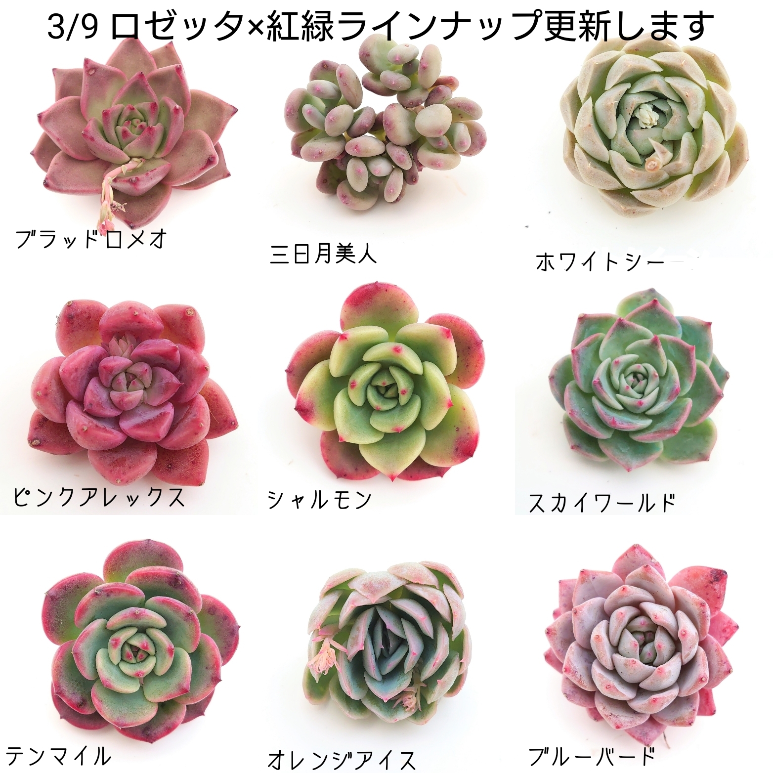 3月9日商品ラインナップ更新です。