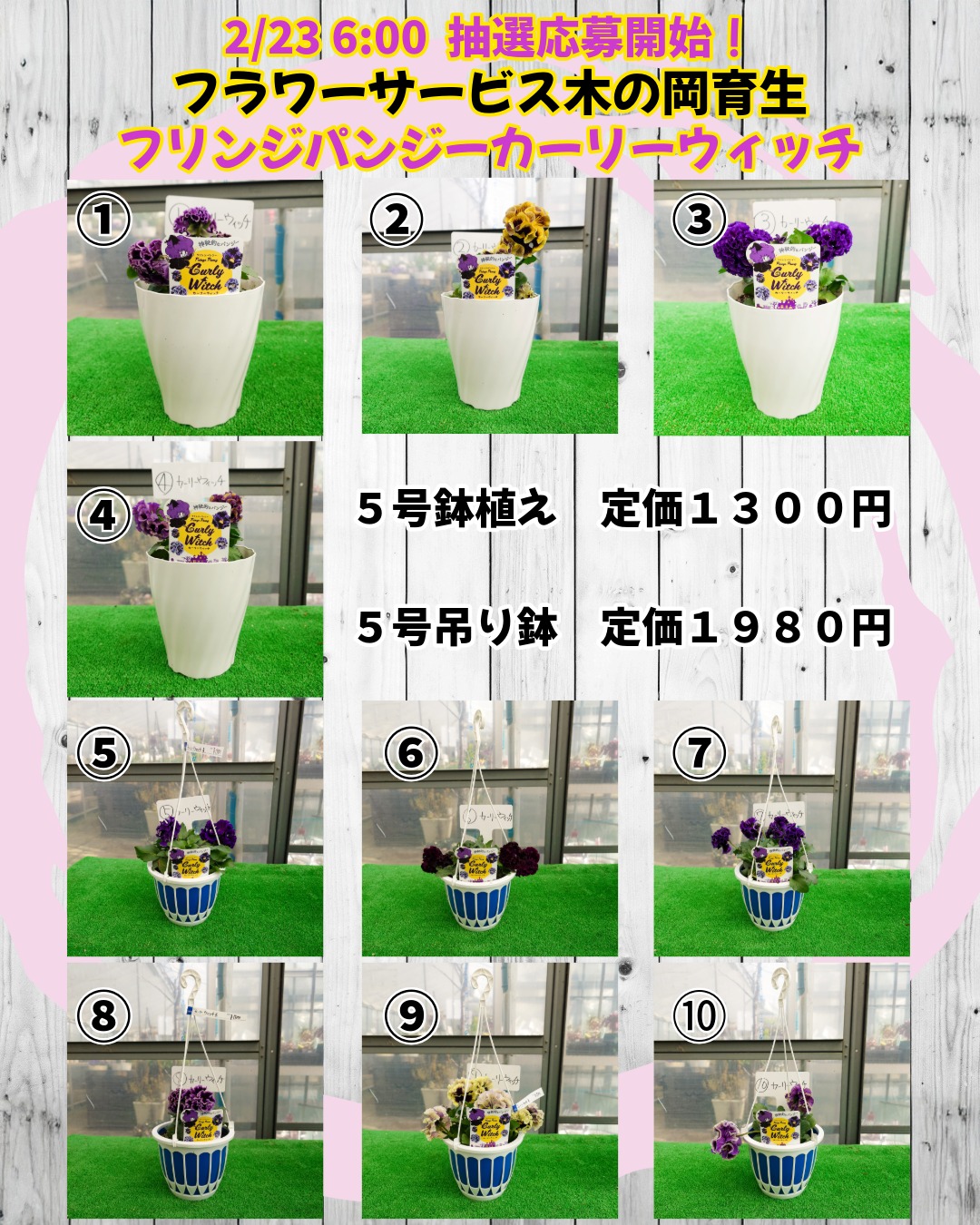 2/23から抽選販売開始 2/25新しい植物を販売します