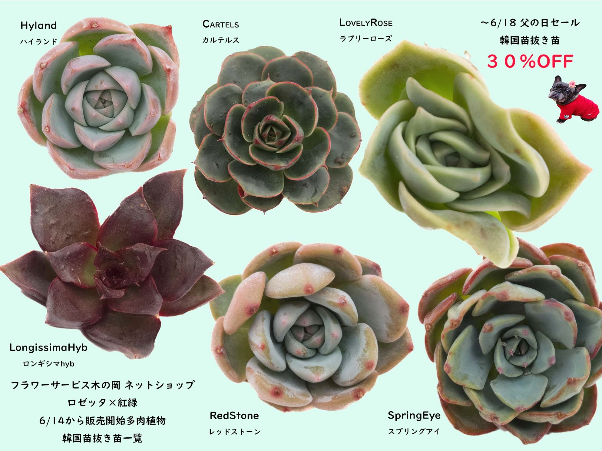 6/14商品ラインナップ更新