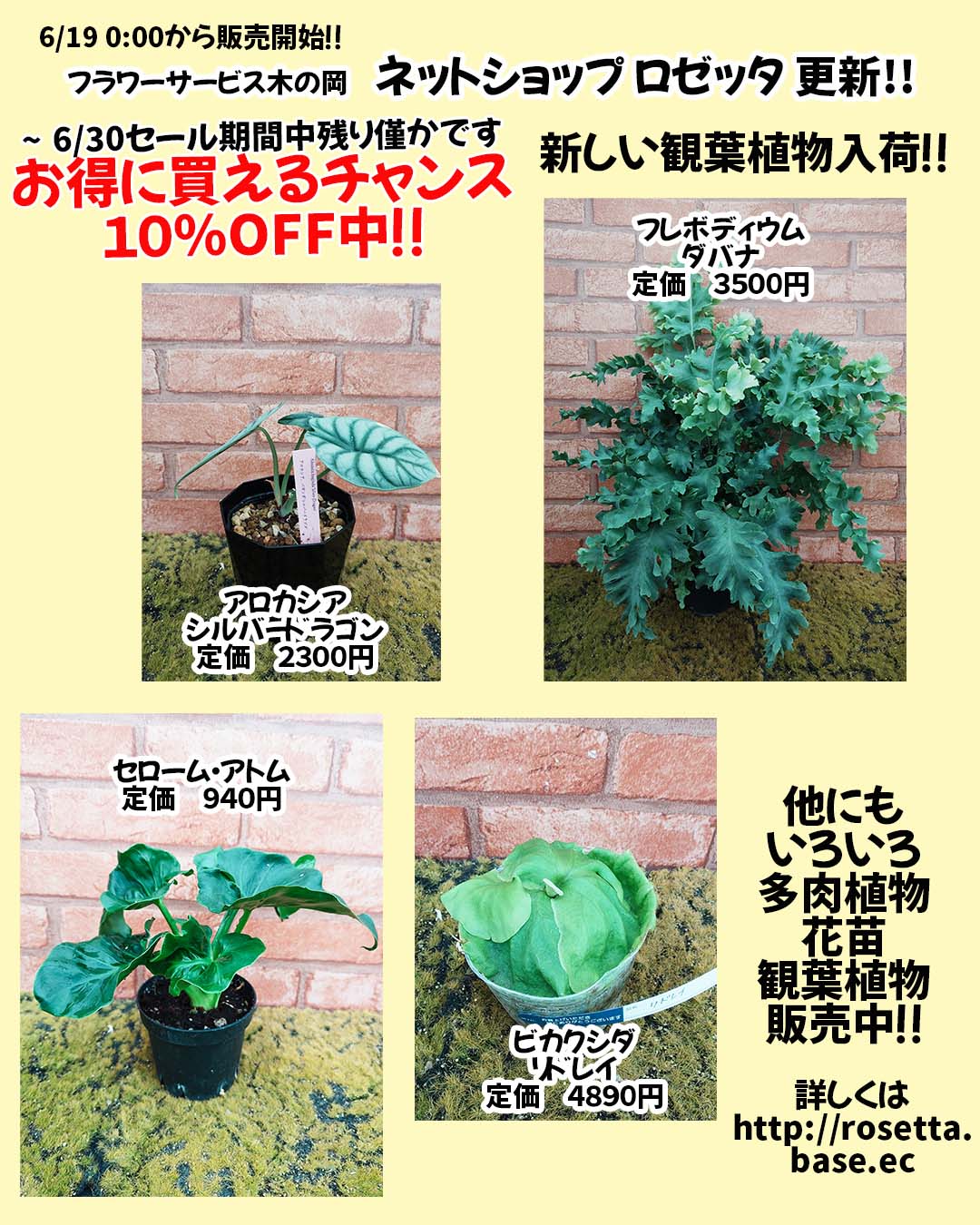 6/19 新しい植物が入荷しました。