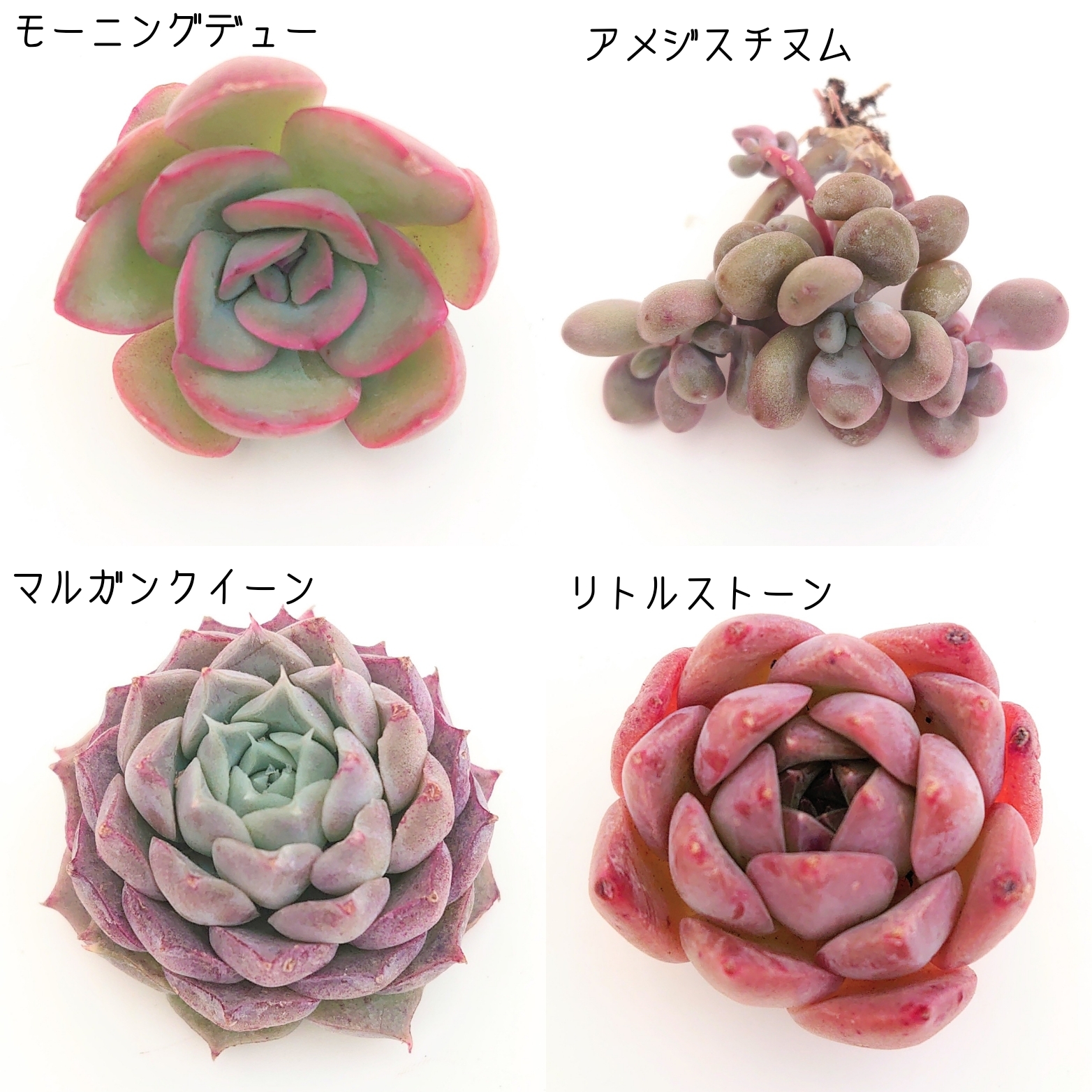 2月16日商品ラインナップ更新します☺️