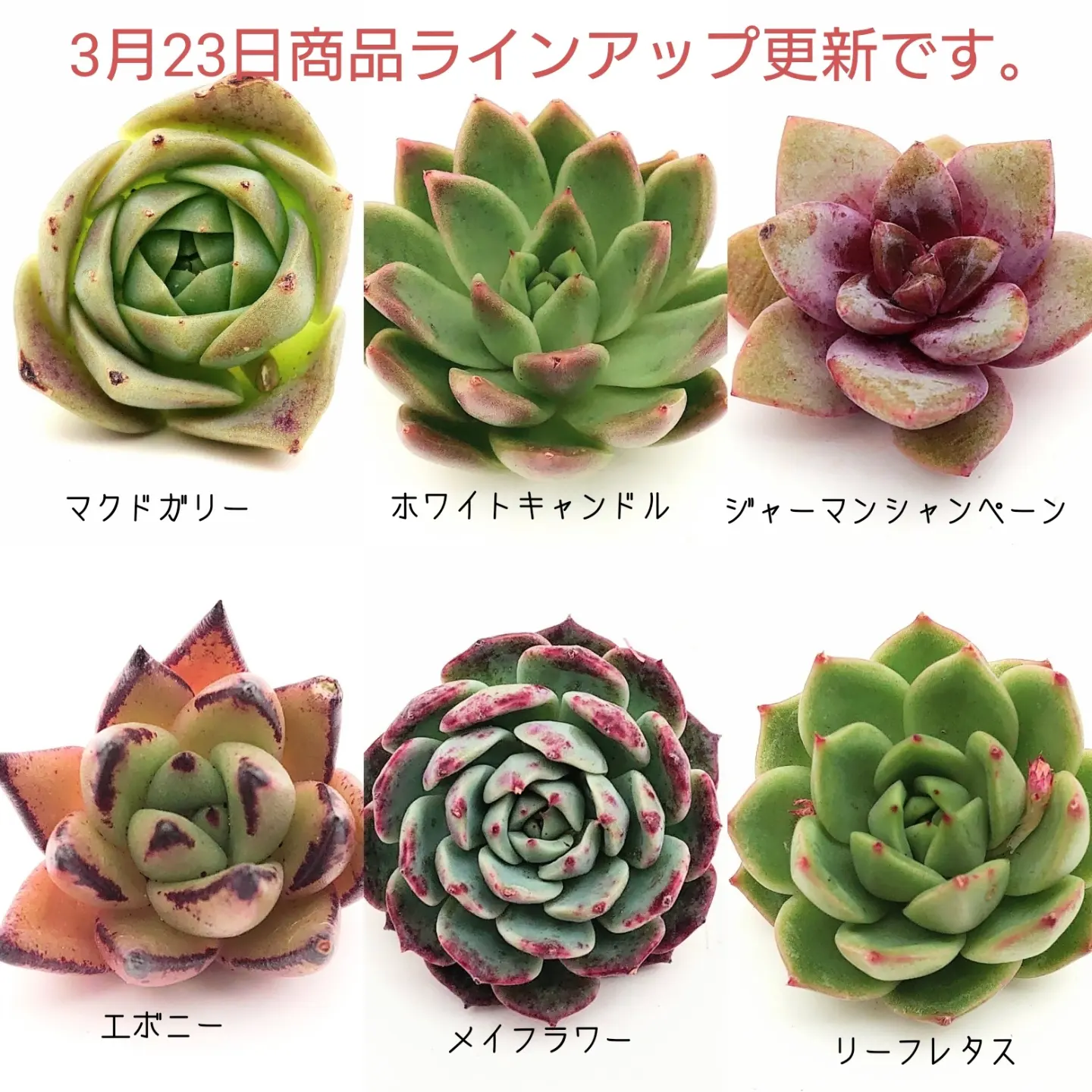 3月23日商品ラインアップ更新します。