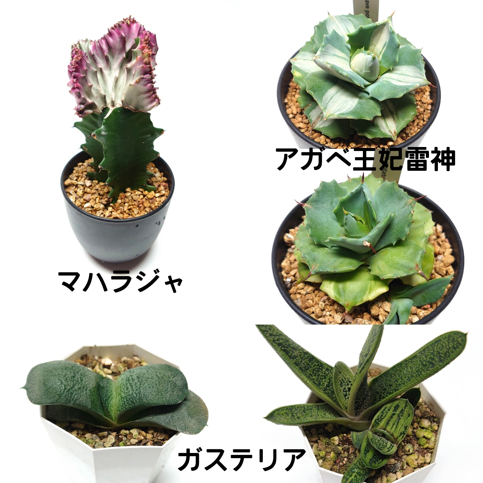 今週も水曜日 6月23日 商品更新します(*^ー^)ノ♪