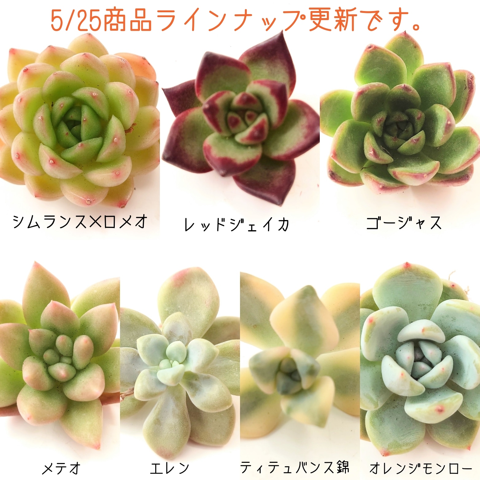 5/25商品ラインナップ更新です。