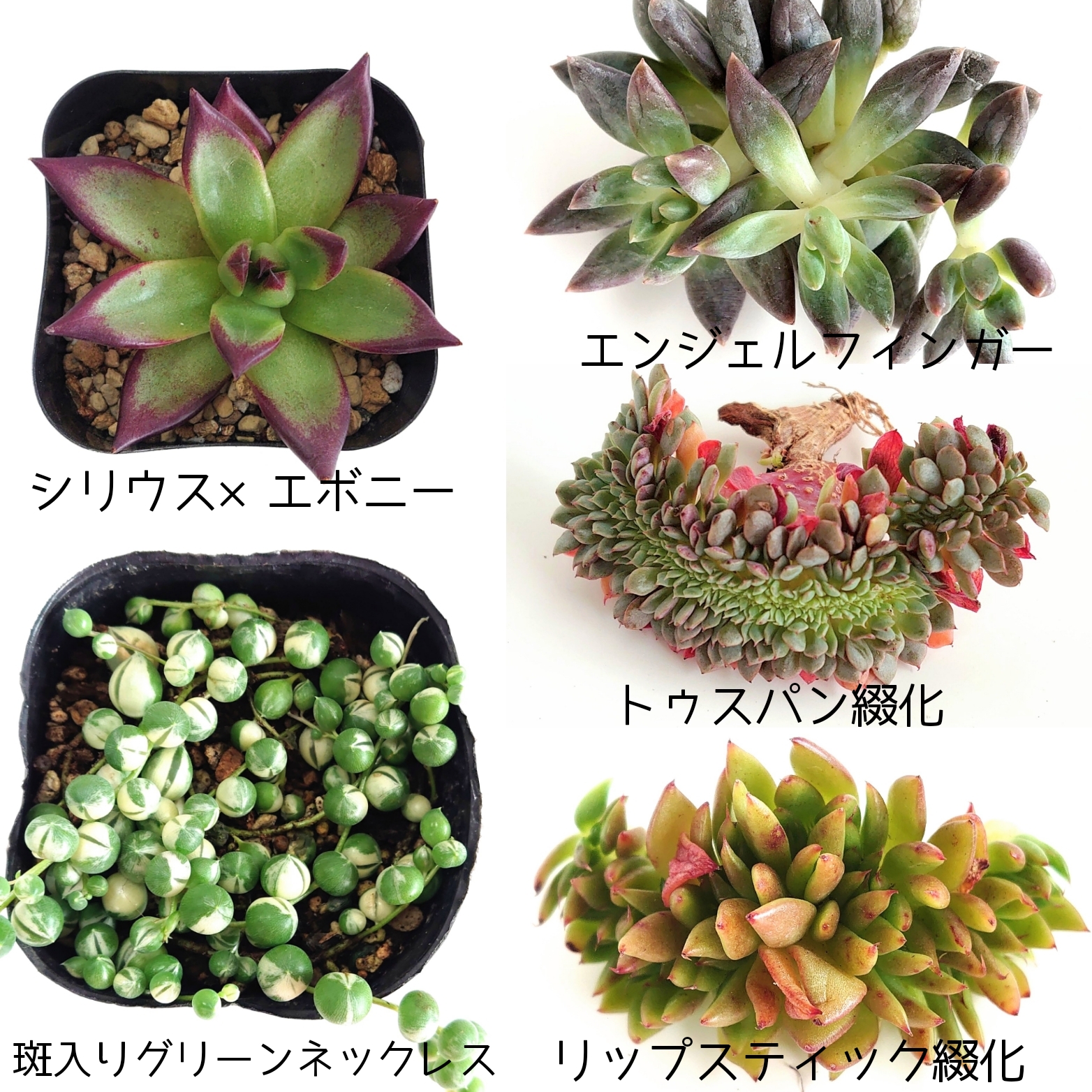 新しく多肉植物が入荷しました。