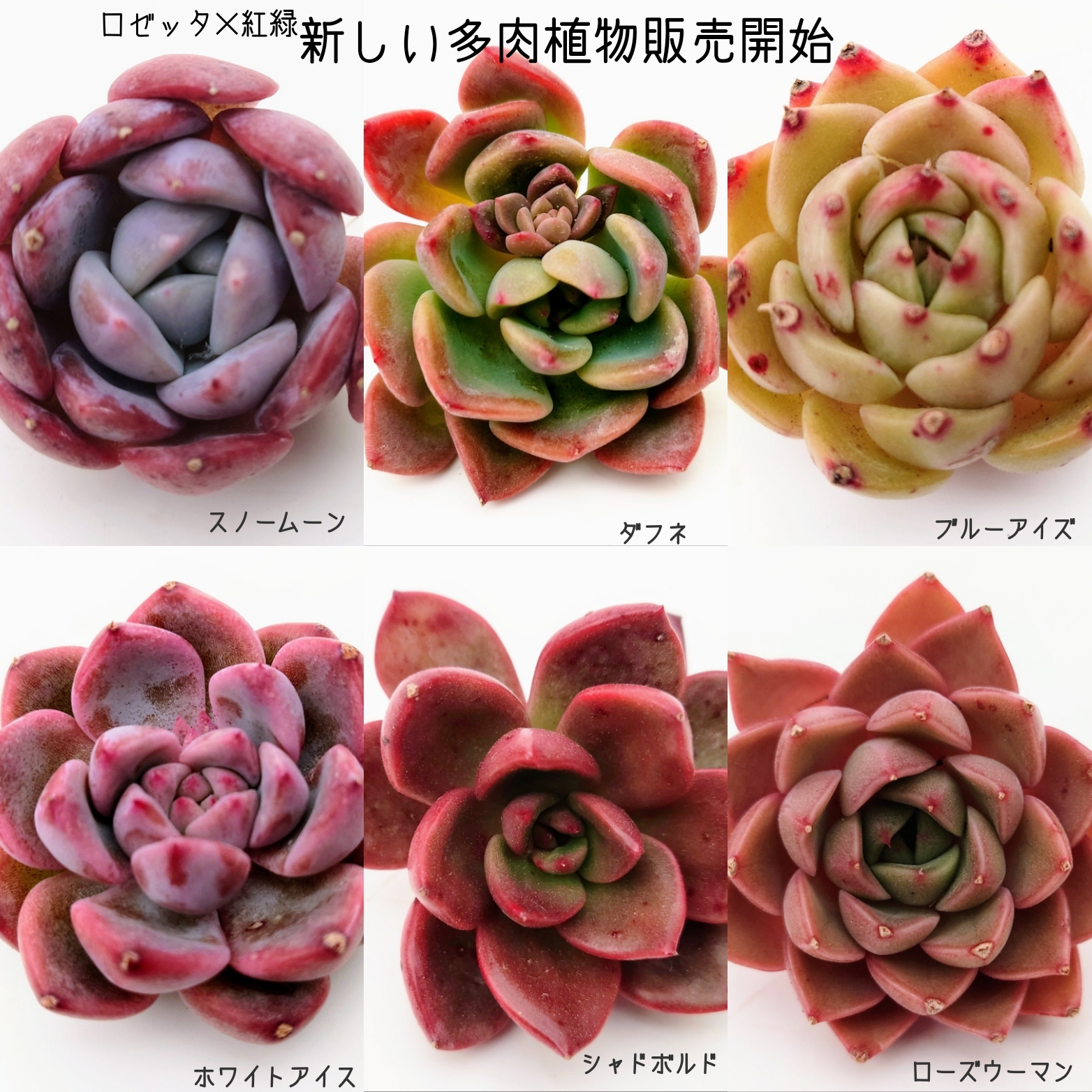 2/22商品ラインナップ更新します。