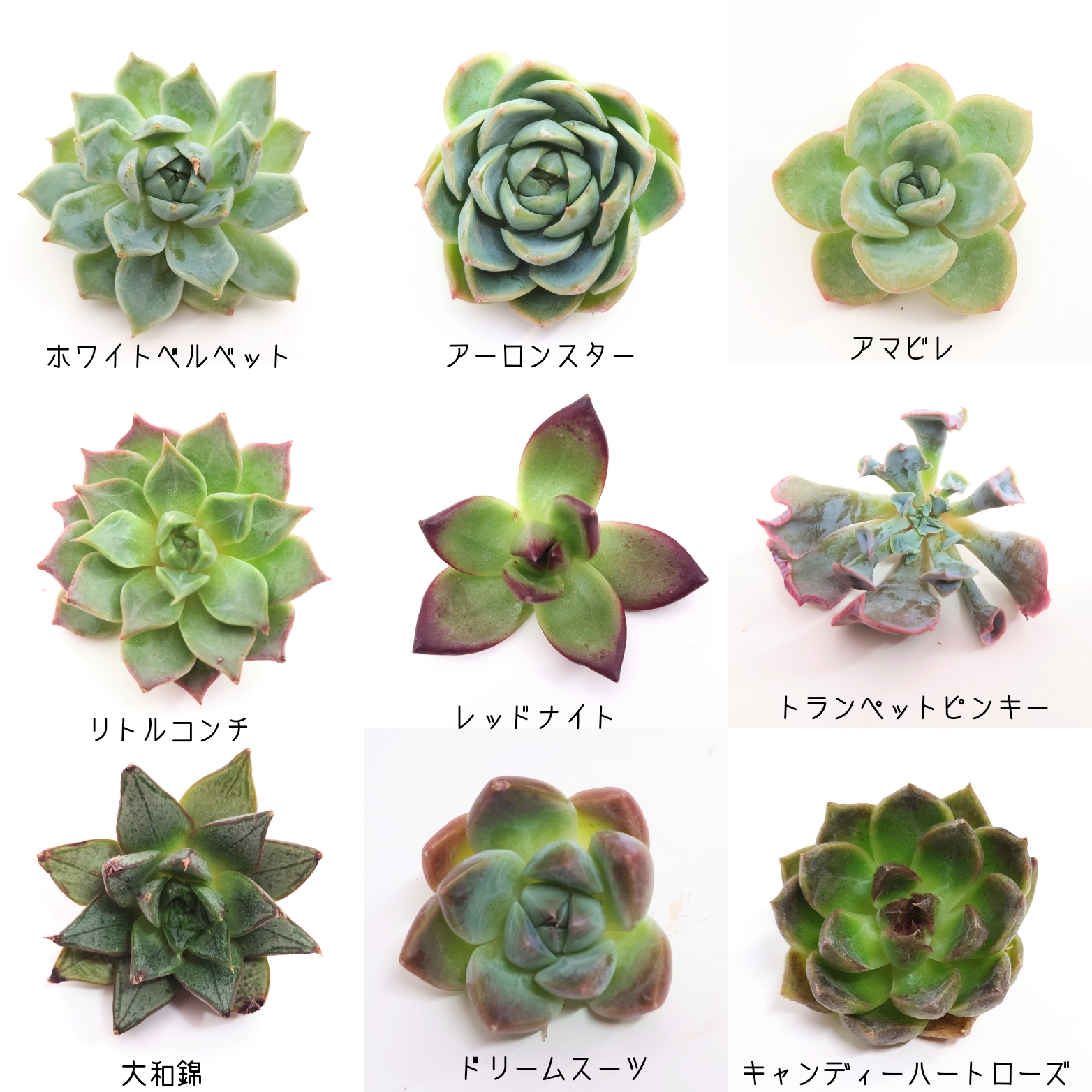 7/27に商品ラインナップ更新します。