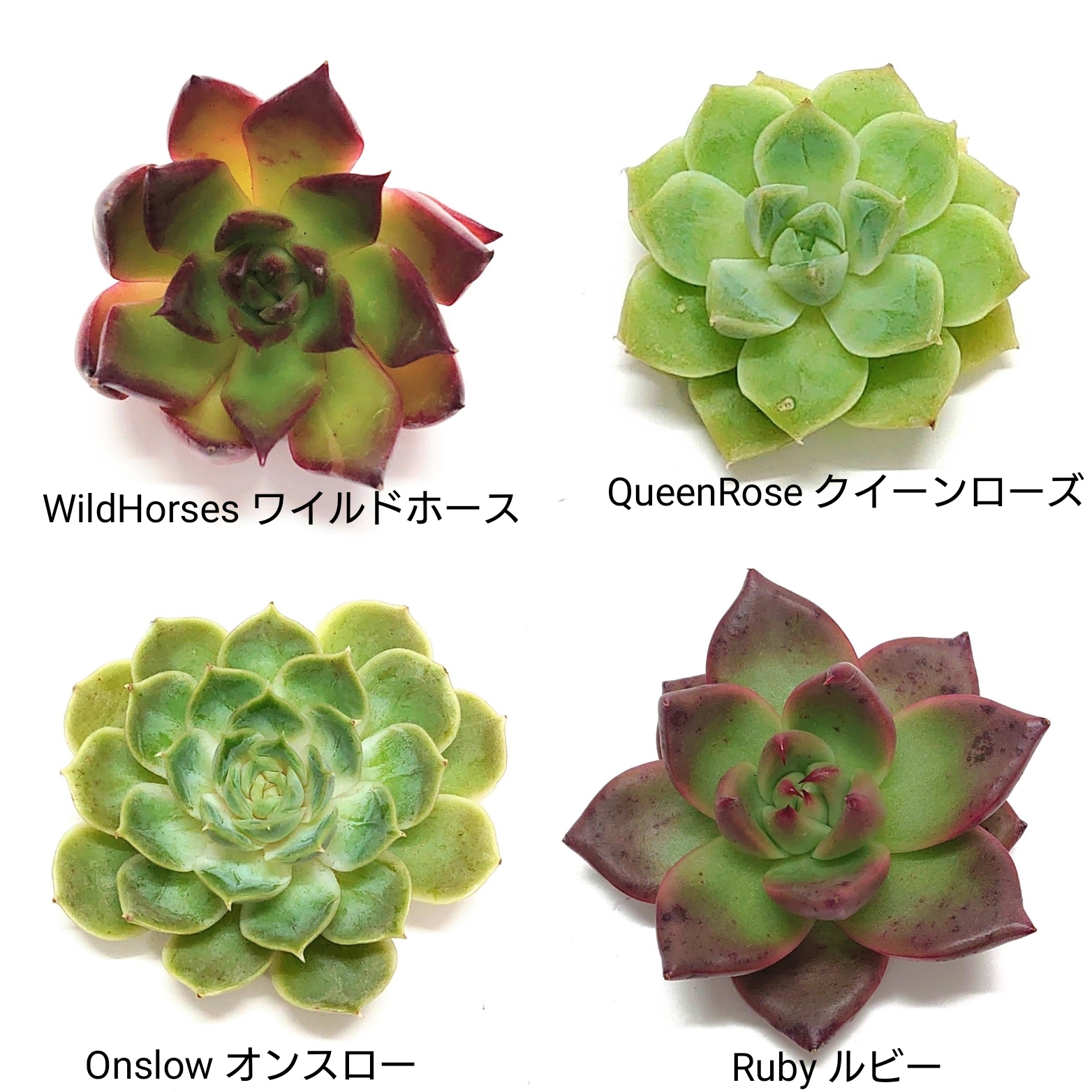 10月13日商品ラインナップ更新します。