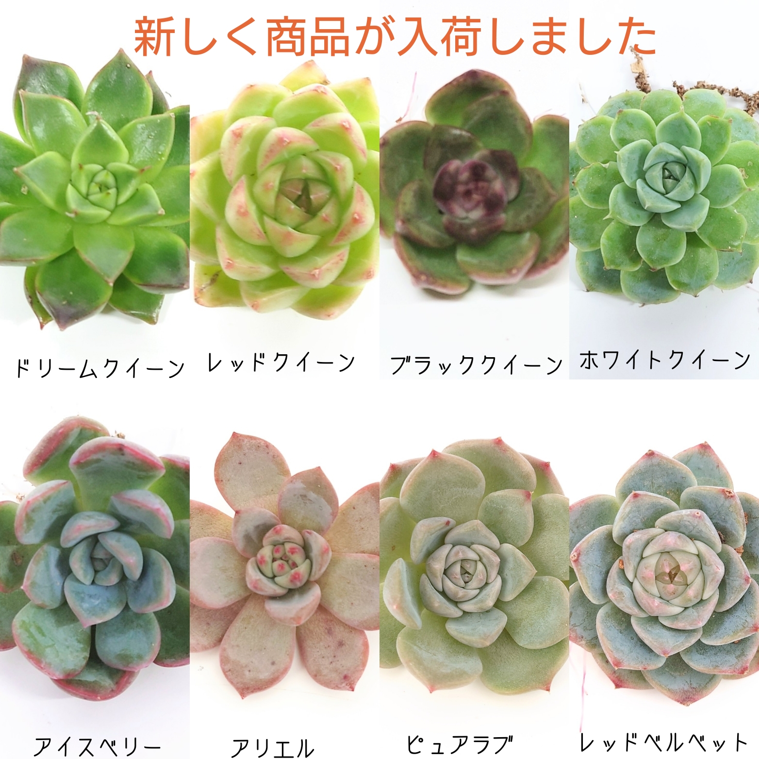 10/26 商品ラインナップ更新します