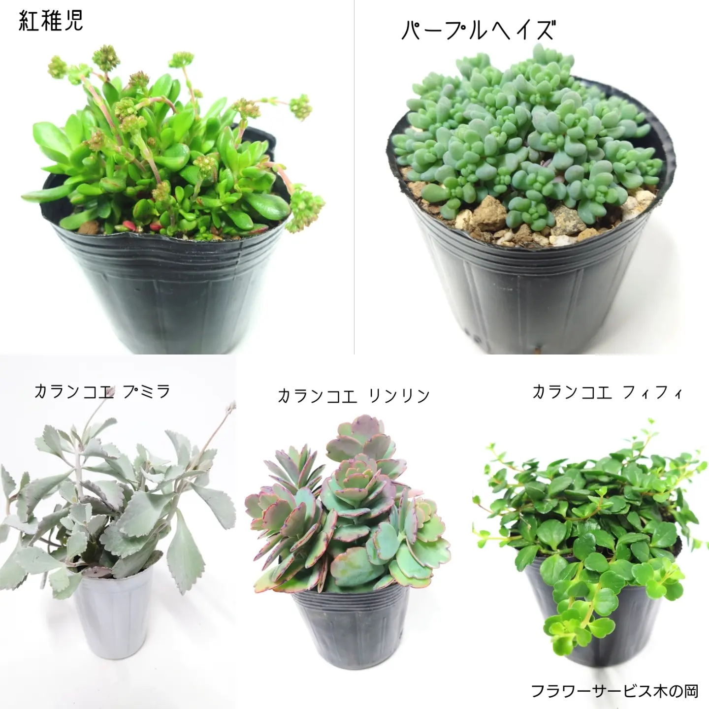 2/15 新しい多肉植物が販売開始