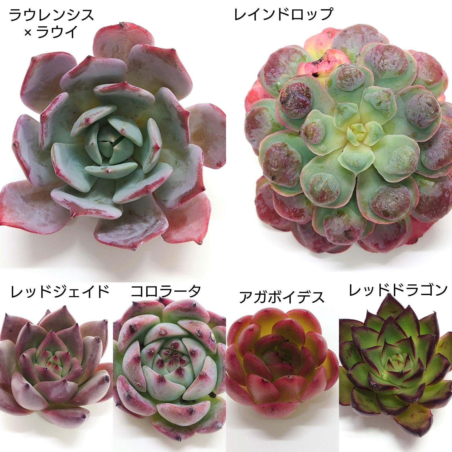 11月24日0:00～ 商品ラインナップ更新