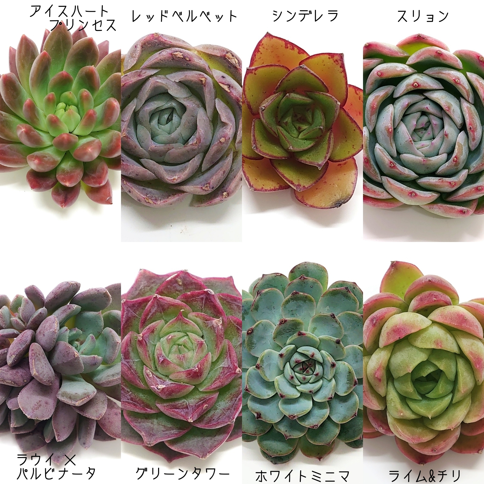 12月15日商品ラインナップ更新します