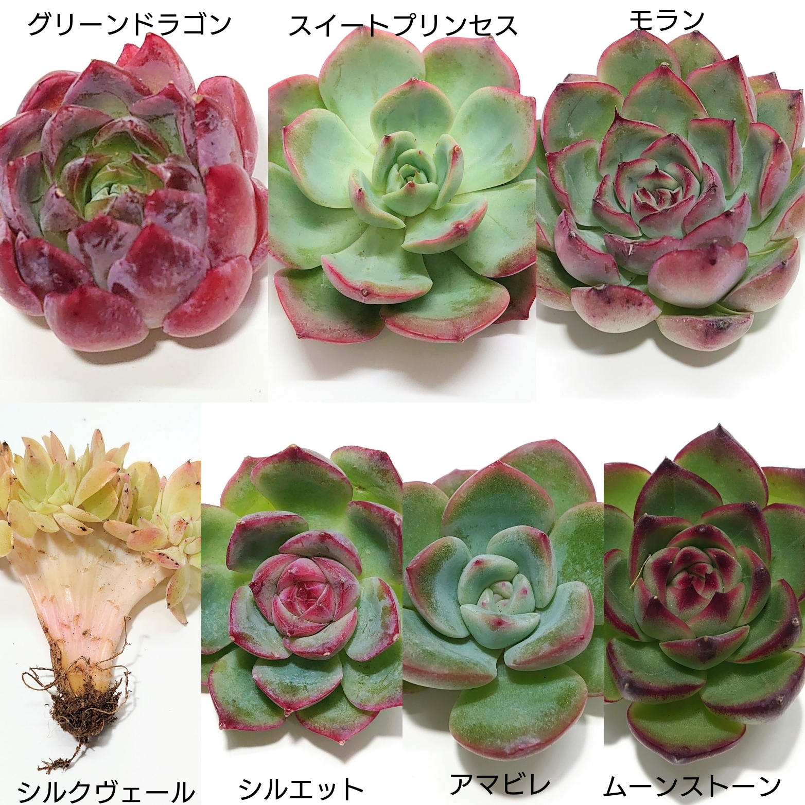 11月3日商品ラインナップ更新します。