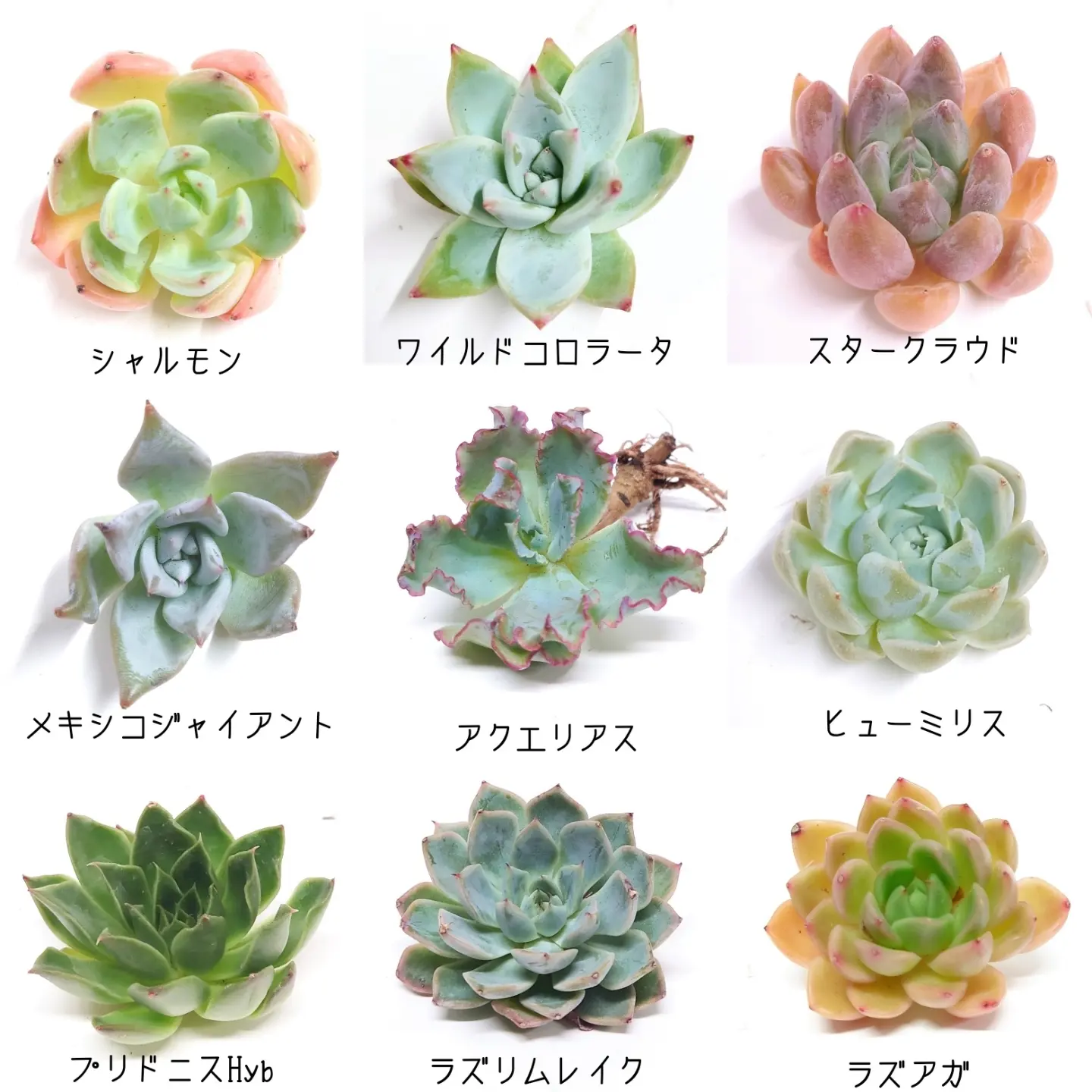 6/8商品ラインナップ更新します。