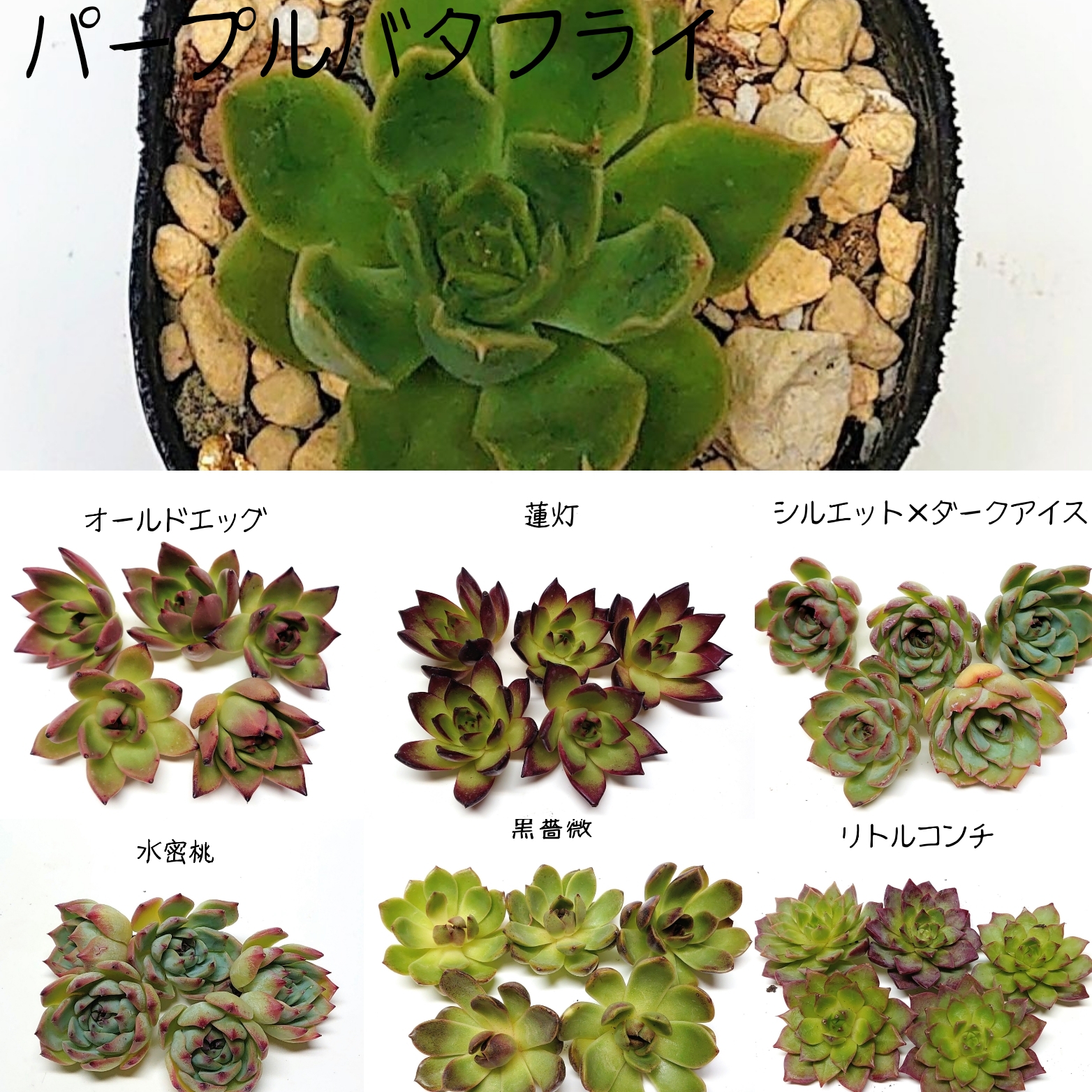 8月4日 商品ライナプを更新しました😆