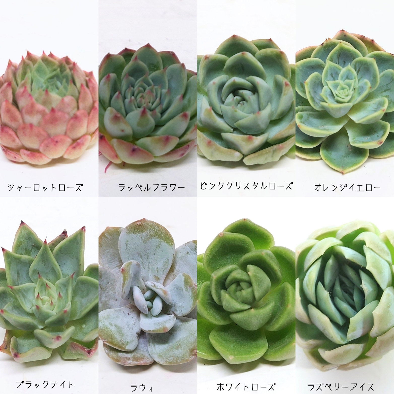 6/22 商品ラインナップ更新します。