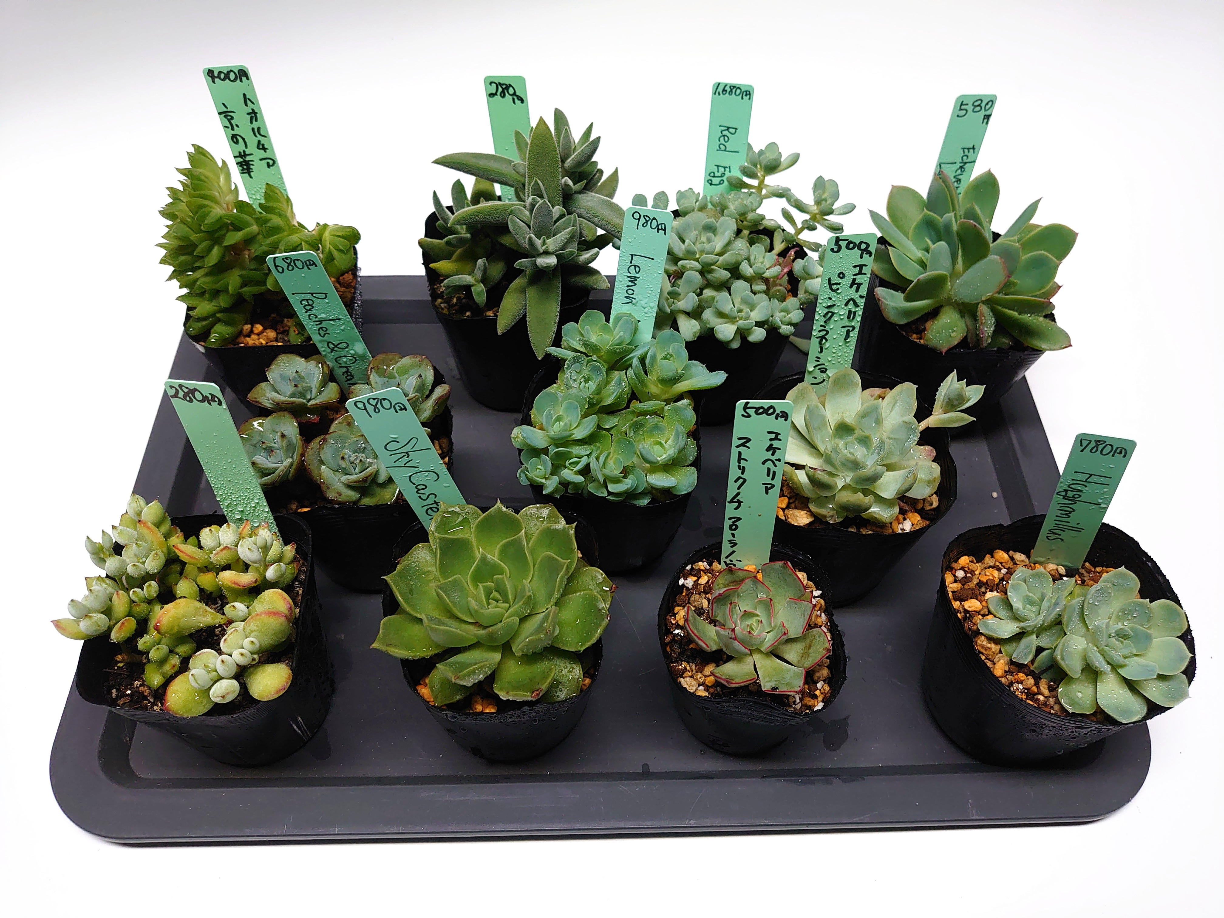 6月16日 新しく多肉植物が登録されます