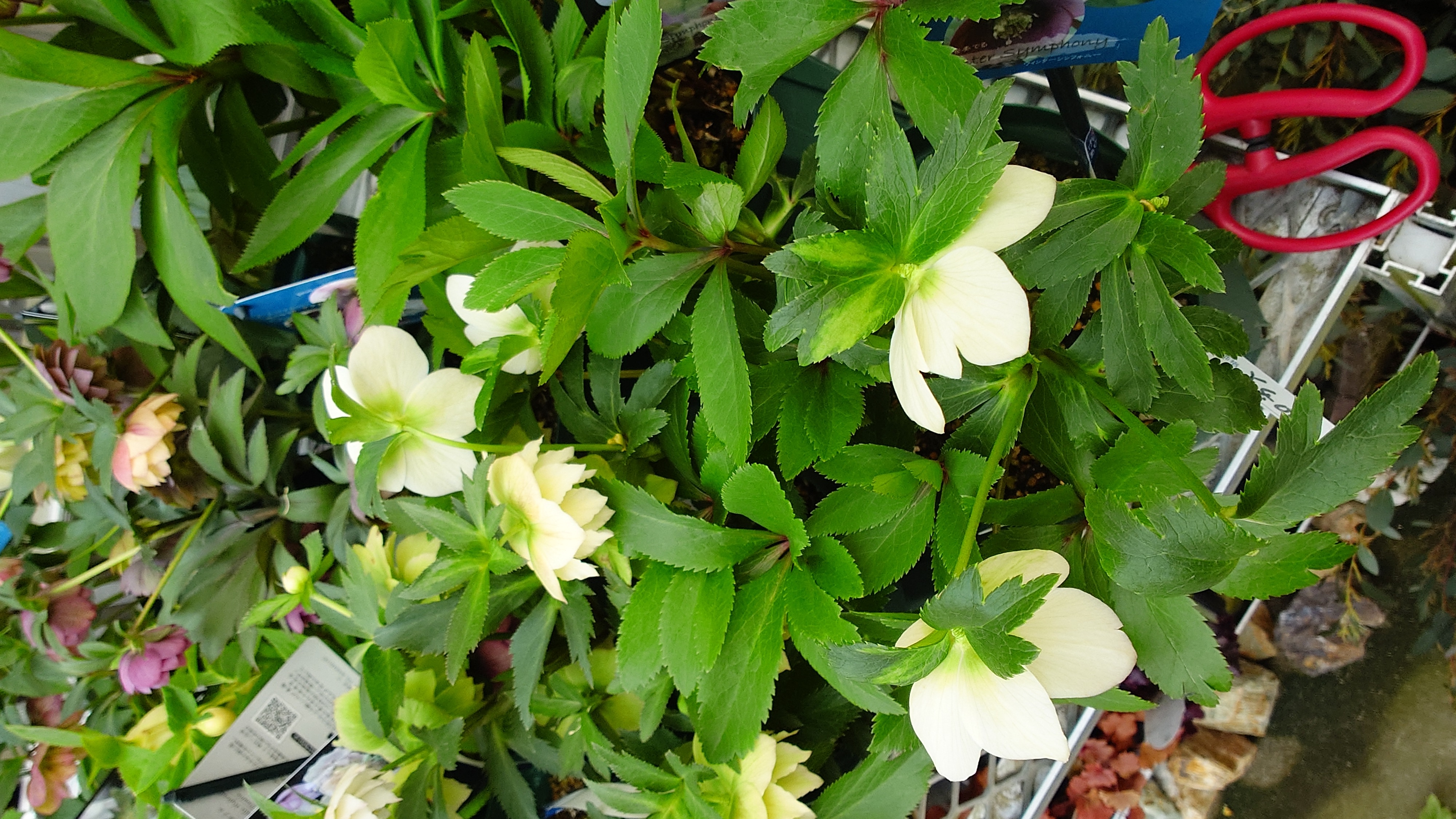 クリスマスローズ現品販売終了のお知らせ