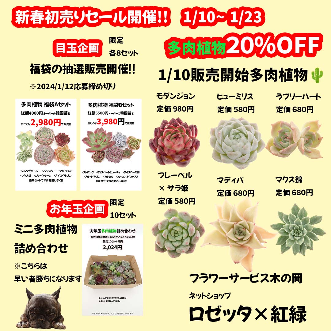 新年あけましておめでとうございます　1/10～1/23初売りセール開催‼