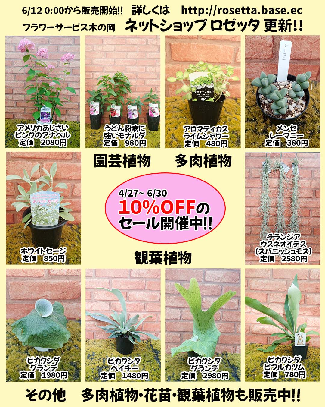 6/12　新しい植物が販売開始です