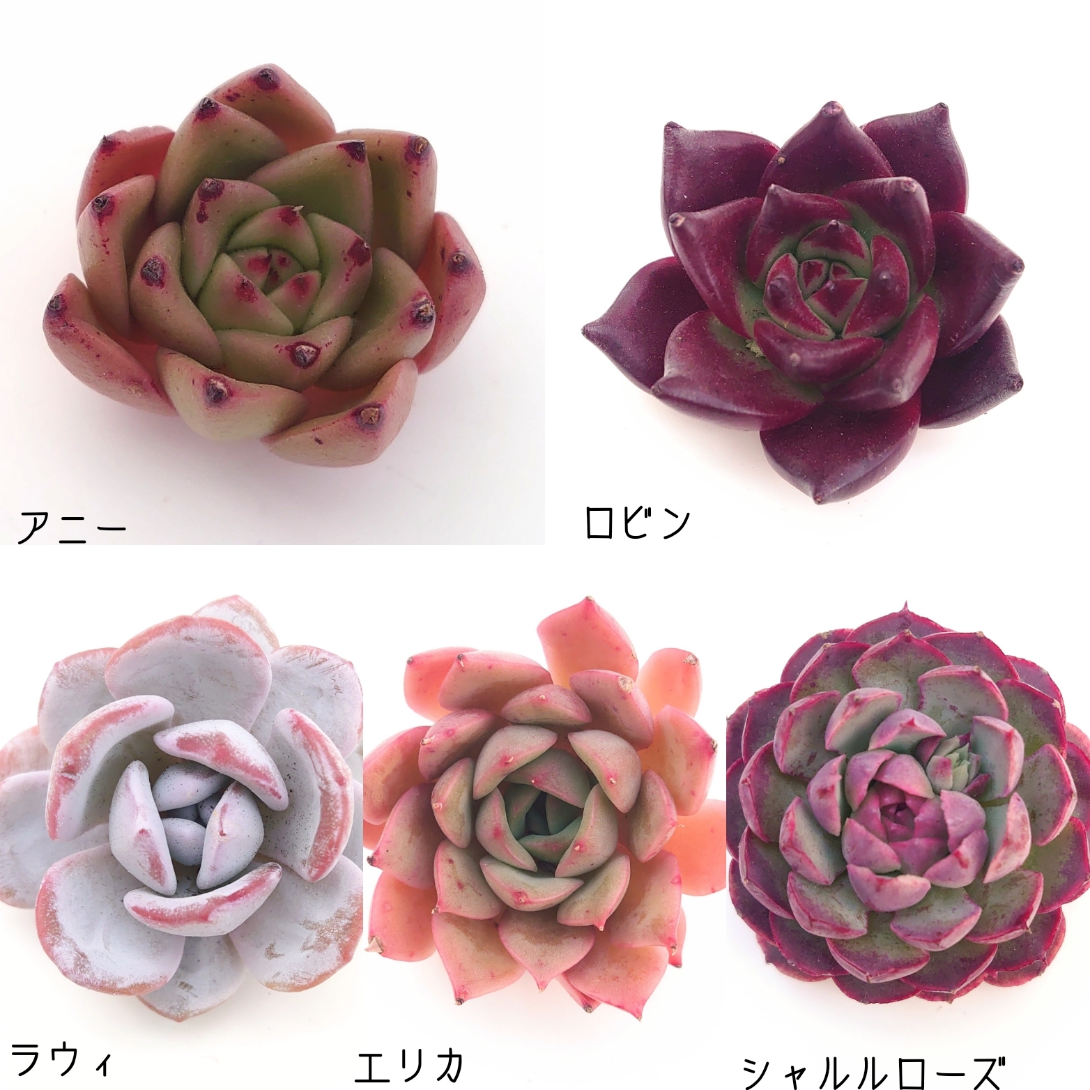 3月2日ラインナップ更新します。