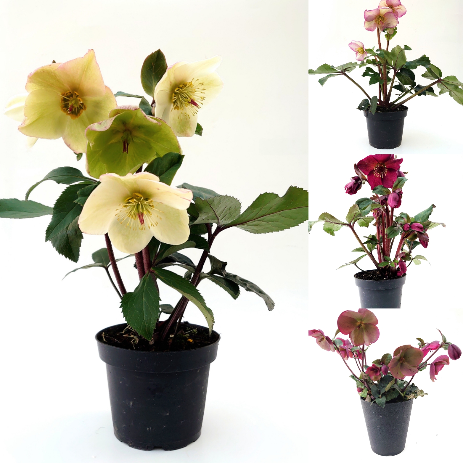 2月23日商品ラインナップ更新