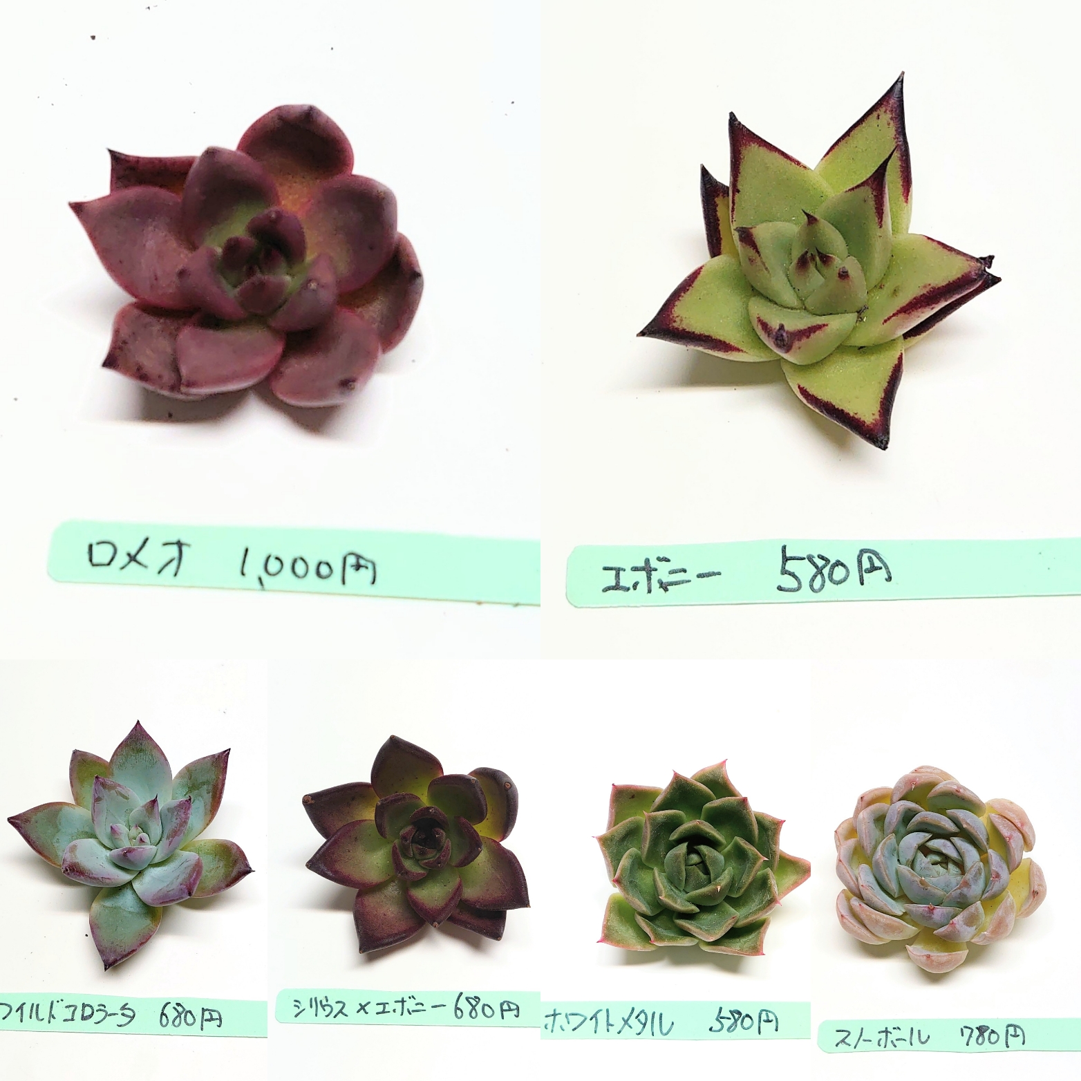 7月14日 今週もラインナップ更新です。