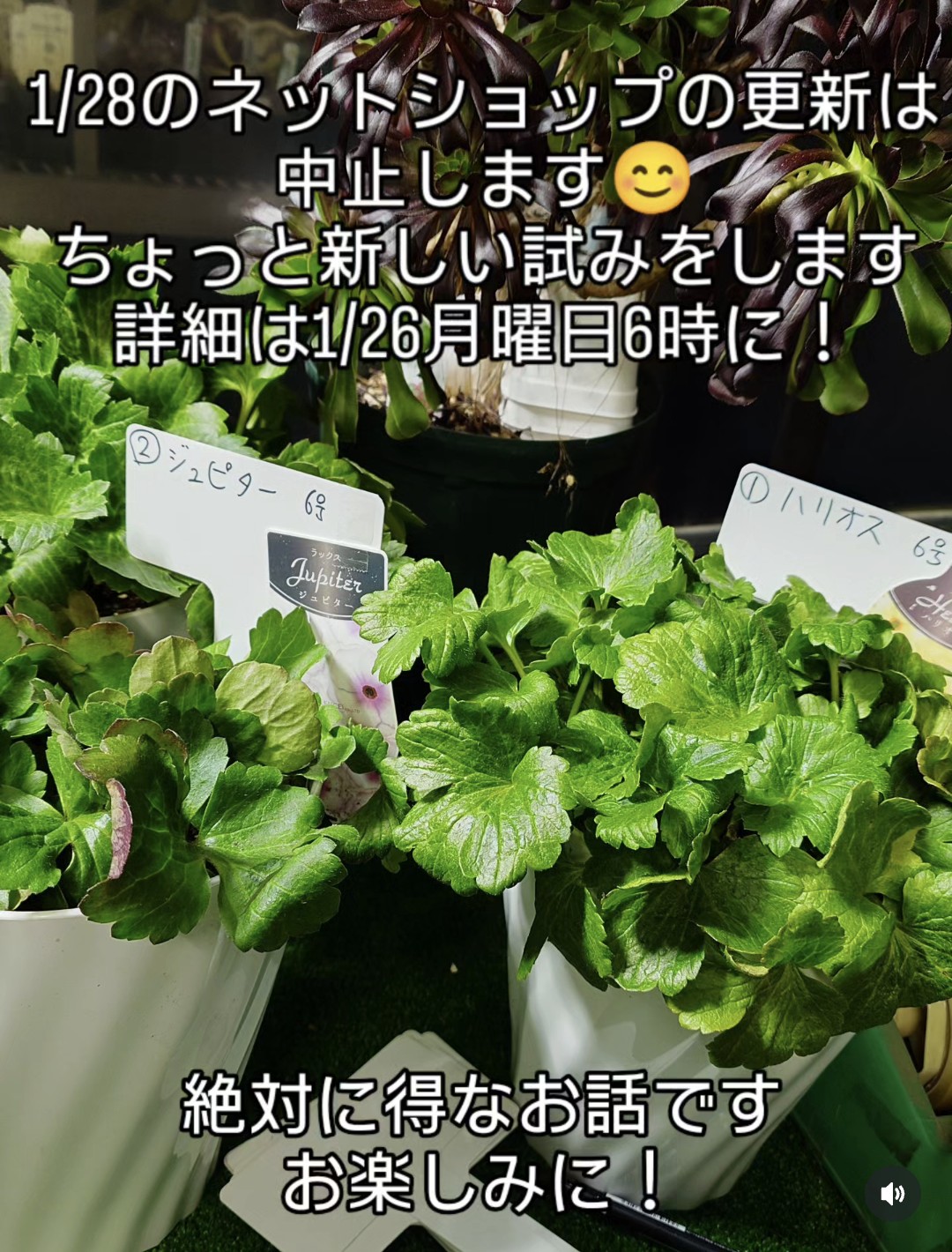 1/28の更新を中止します。