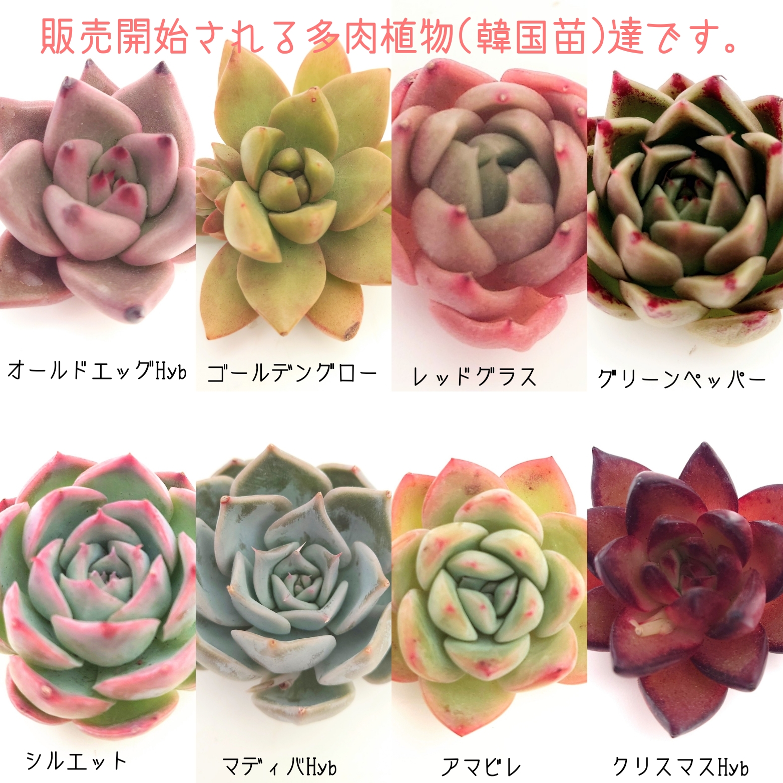 4月6日 商品ラインアップ更新します。