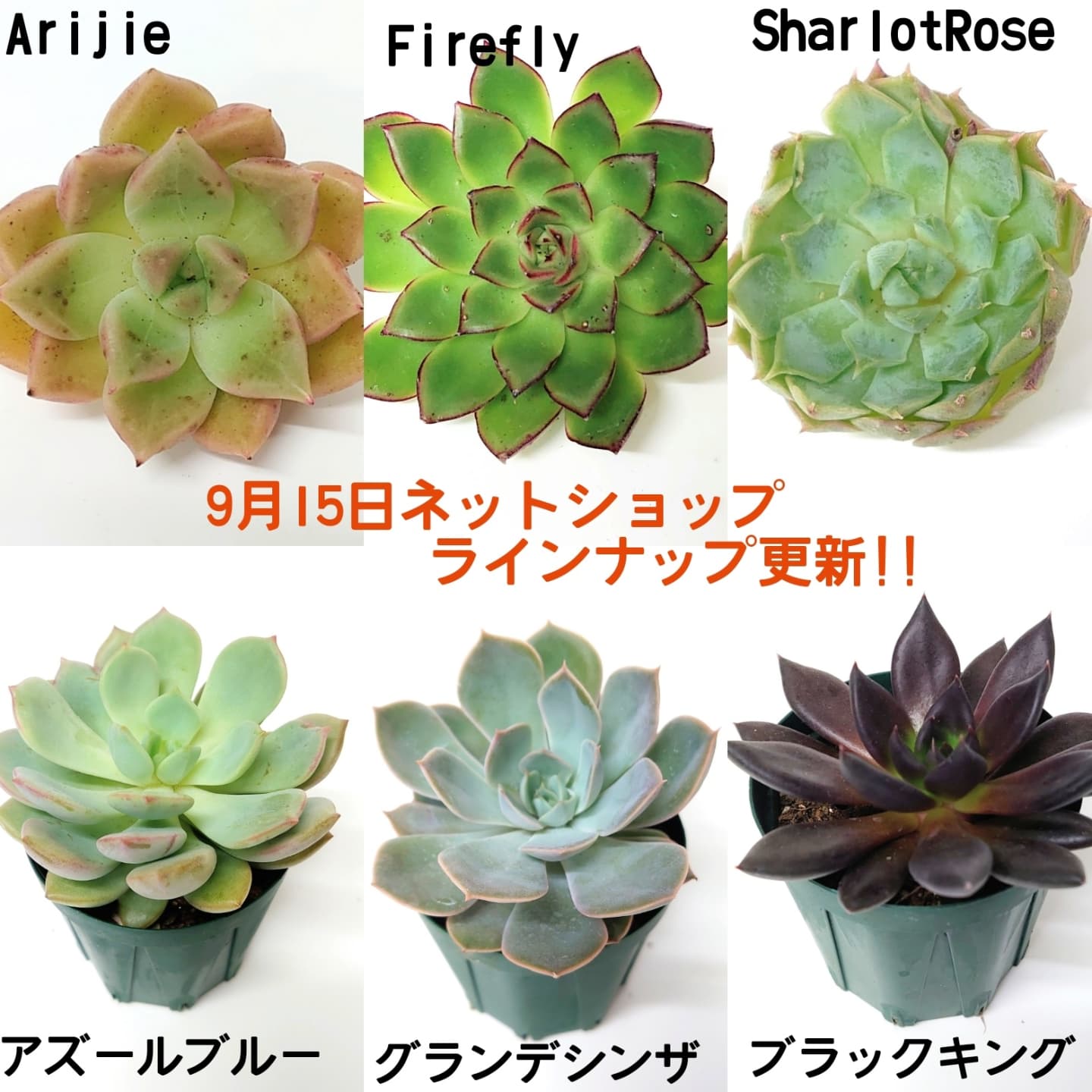 9月15日ラインナップ更新しました。