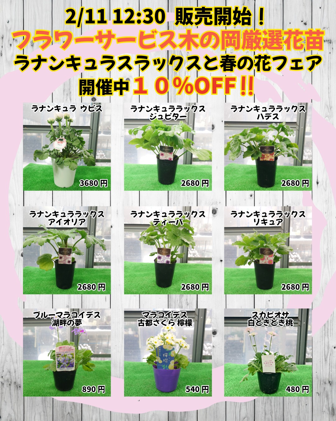 2/11 あたらしい植物を販売開始です。