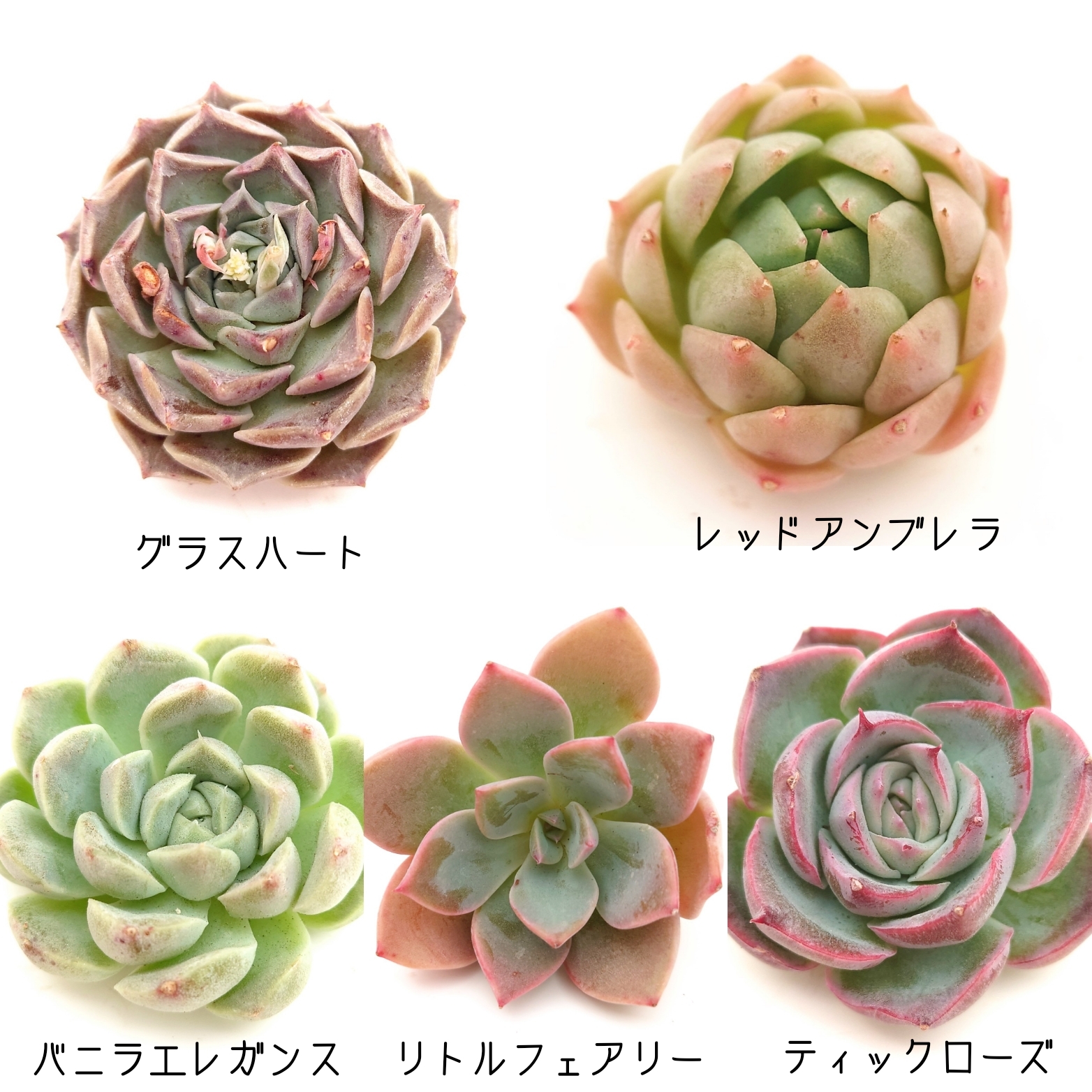 5/11商品ラインナップ更新します。