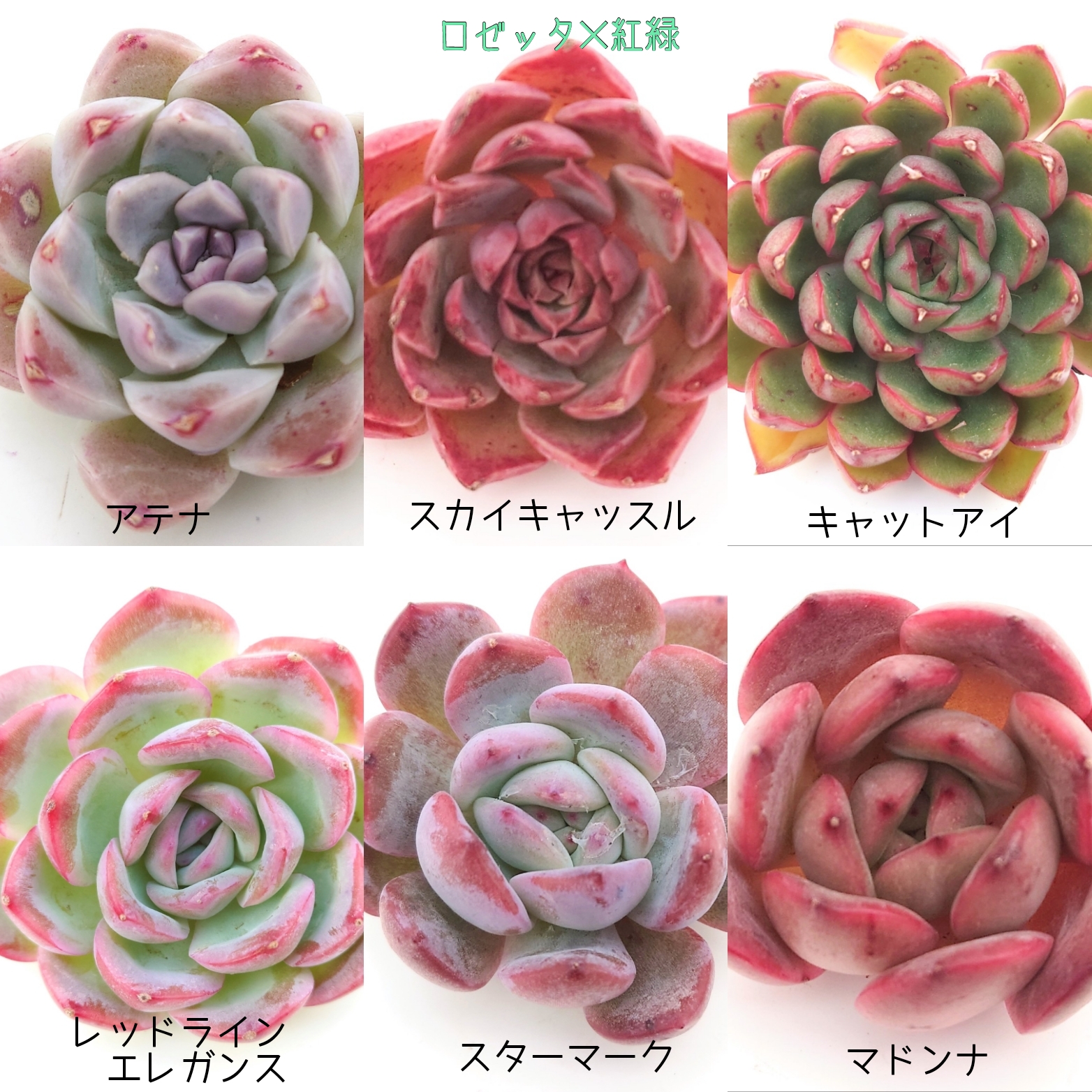 1/25 新しい多肉植物が販売開始されます
