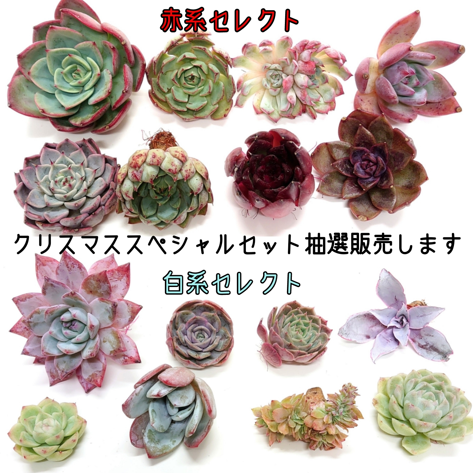 抽選販売します