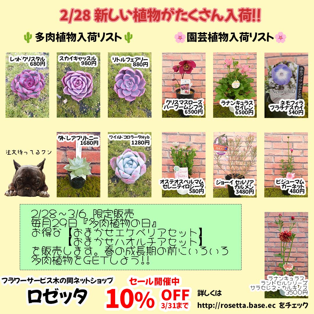 2/28 ラインナップ更新