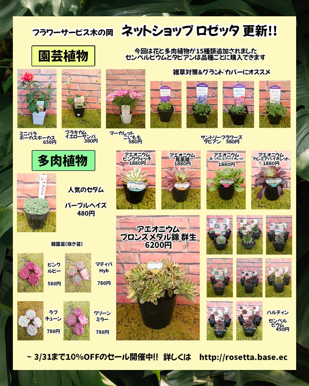 3/20 新しい植物を販売開始☺️