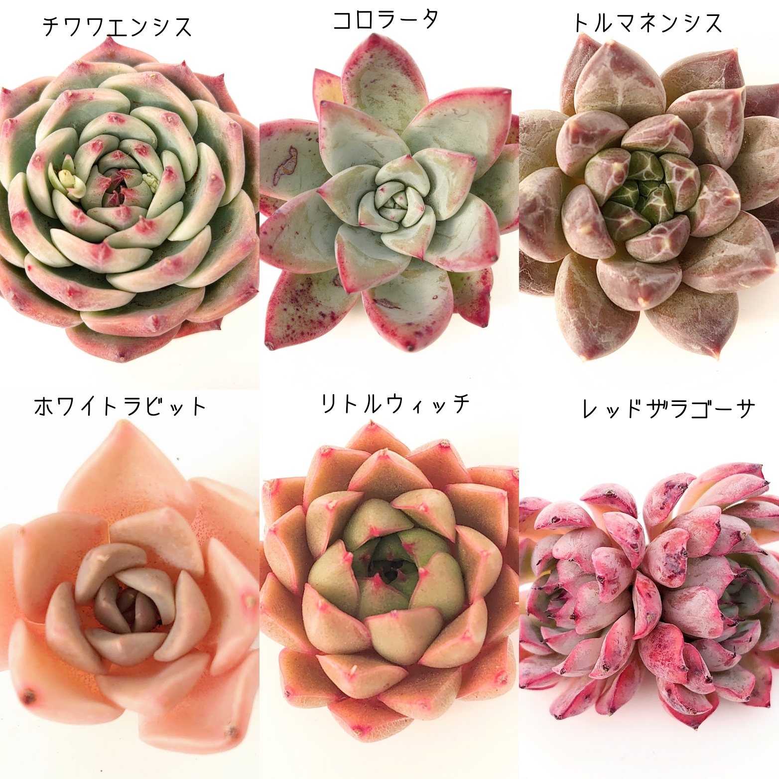 1月12日商品ラインナップ更新