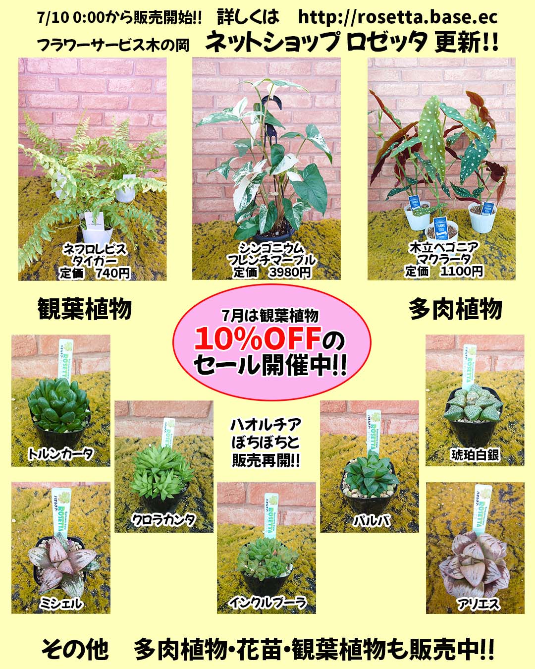 7/10 商品ラインナップ更新＆観葉植物のセールのお知らせ