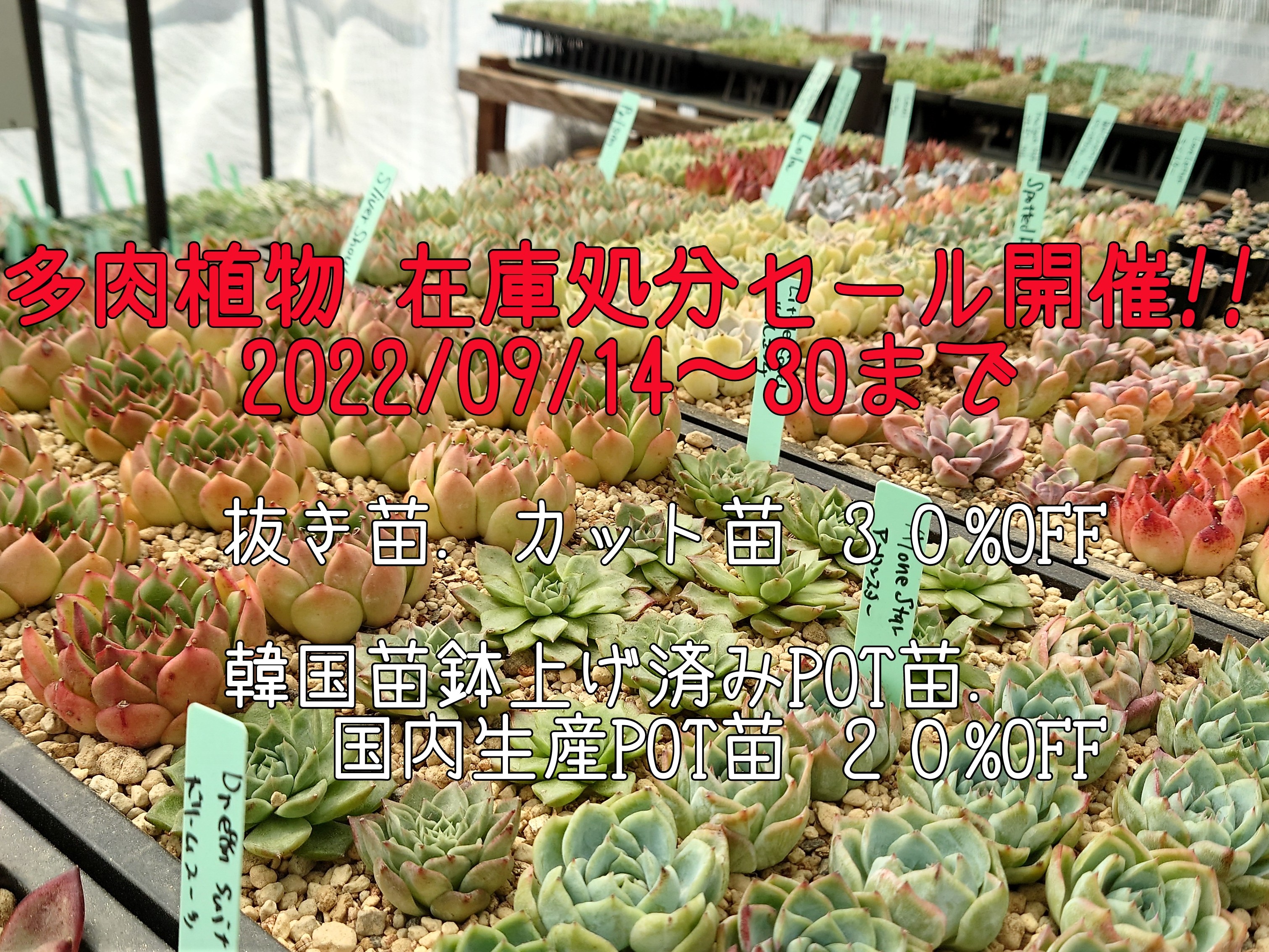 9/14〜30 多肉植物在庫処分セール開催決定!!