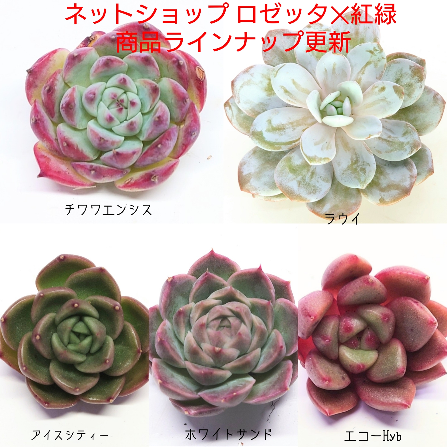 12/21 商品ラインナップ更新です。