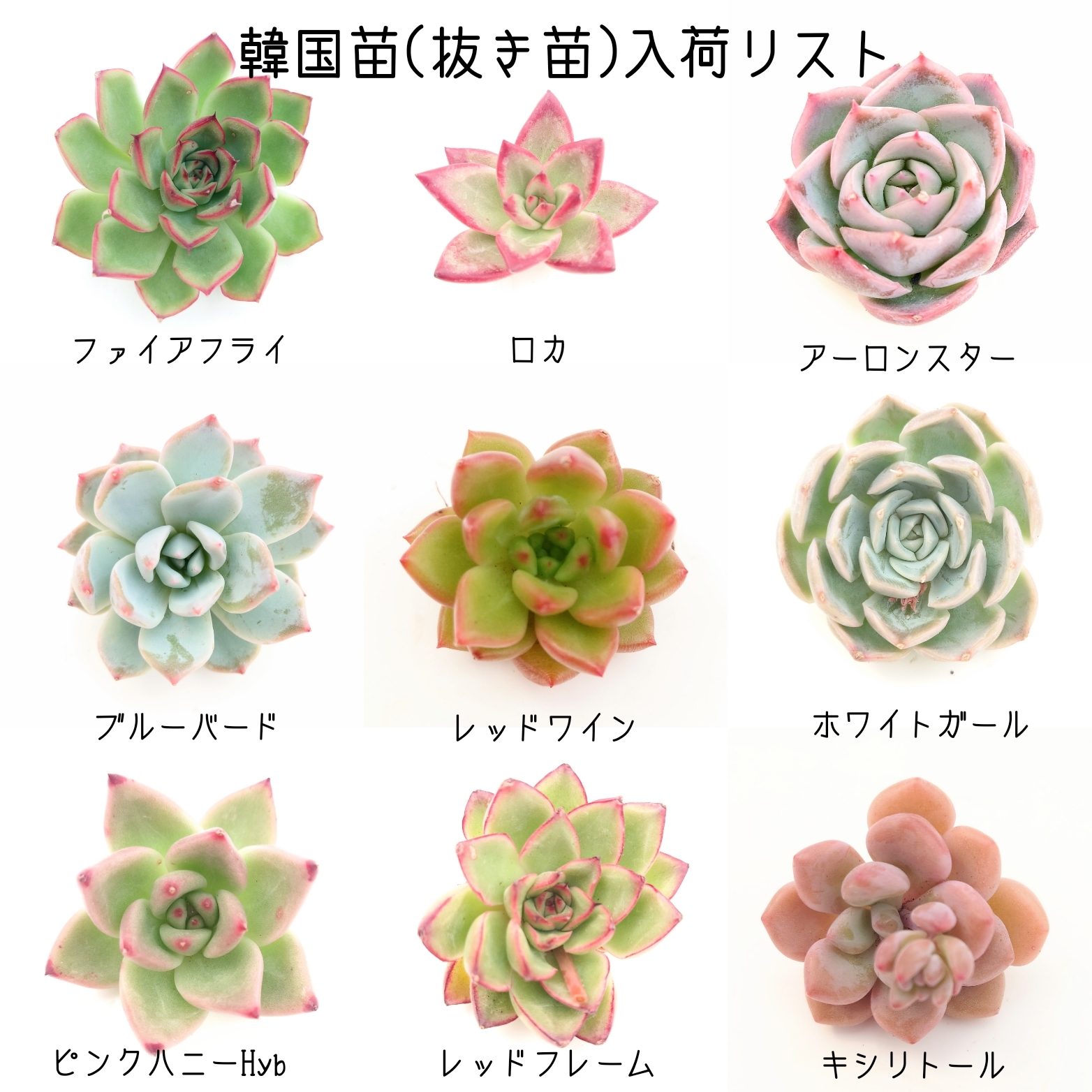 4月20日 商品ラインアップ更新します。