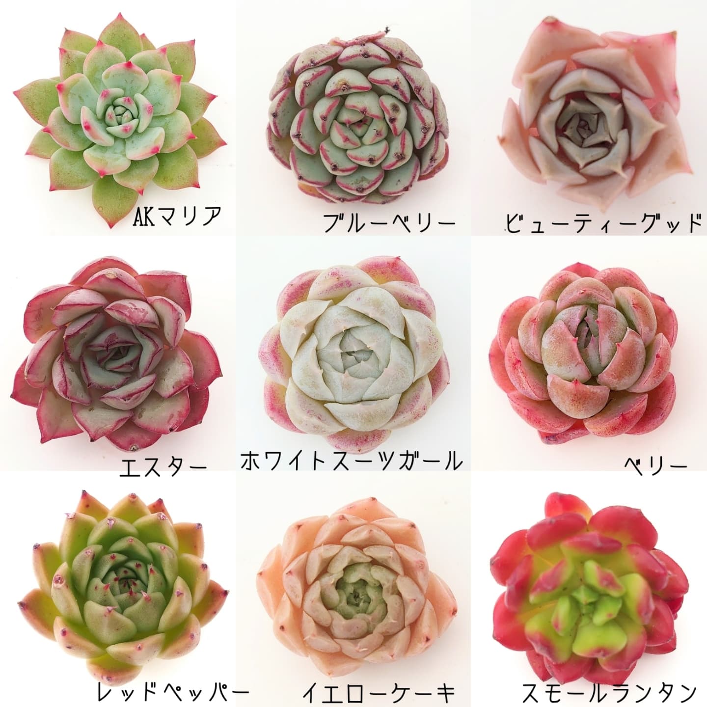 明けましておめでとうございます